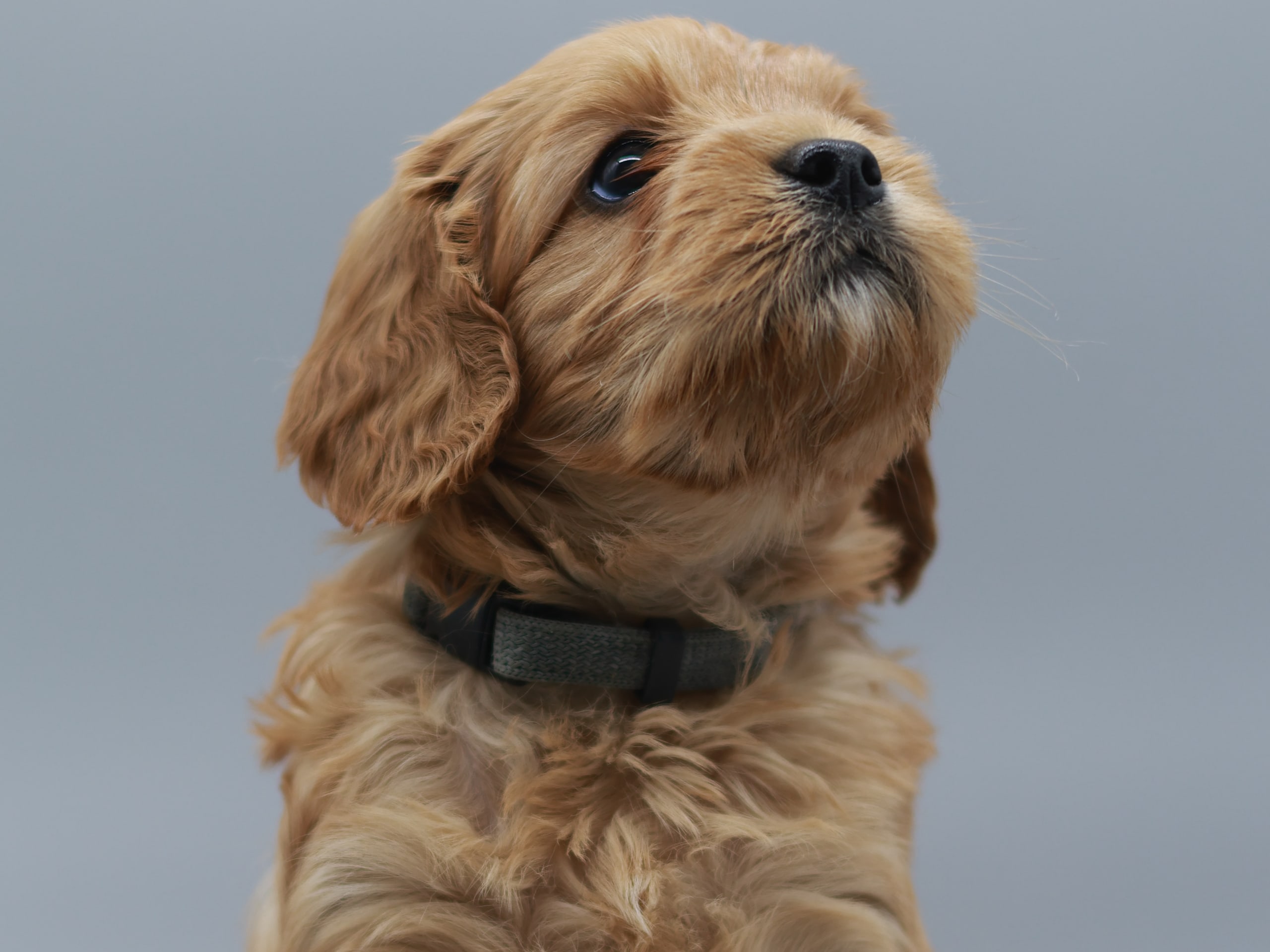 Cavapoo