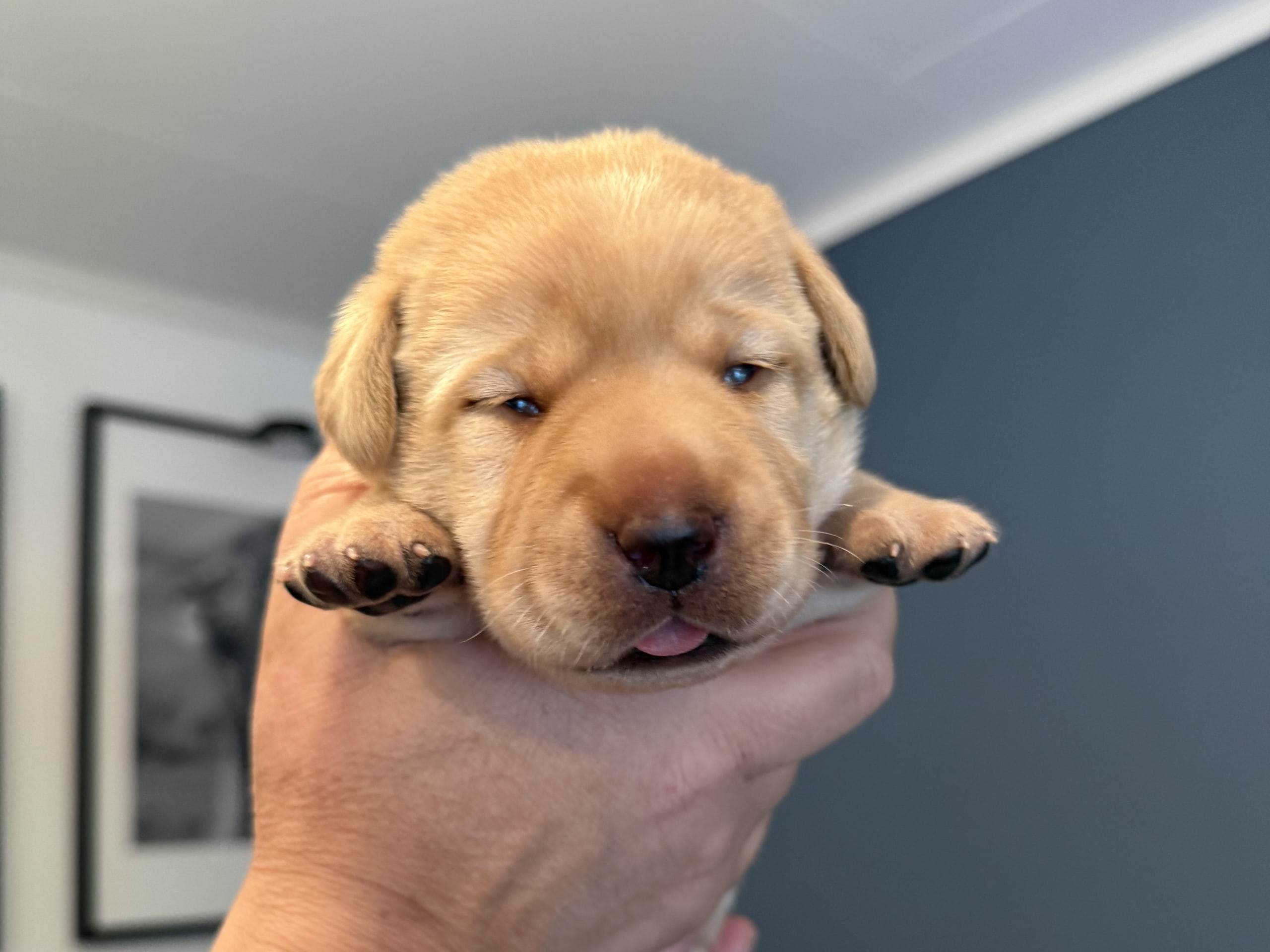 Labrador Retriever · Svärtinge · Blankgölens kennel