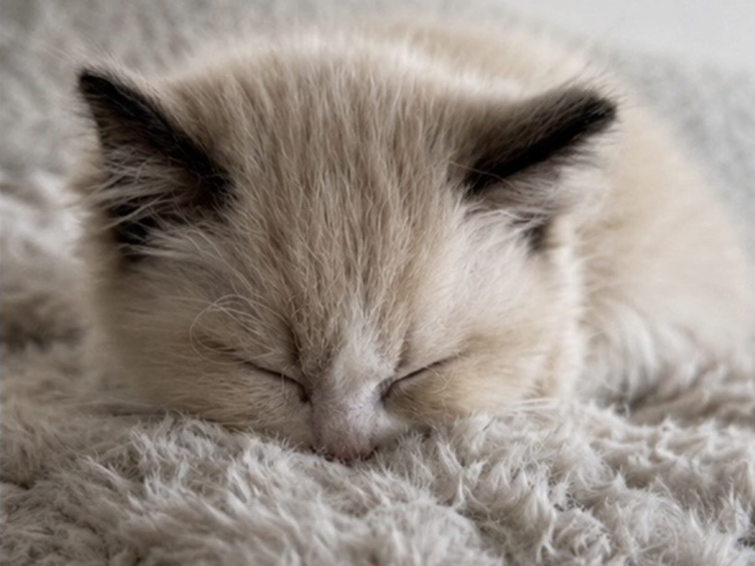 Ragdoll · Sollentuna · Zahra