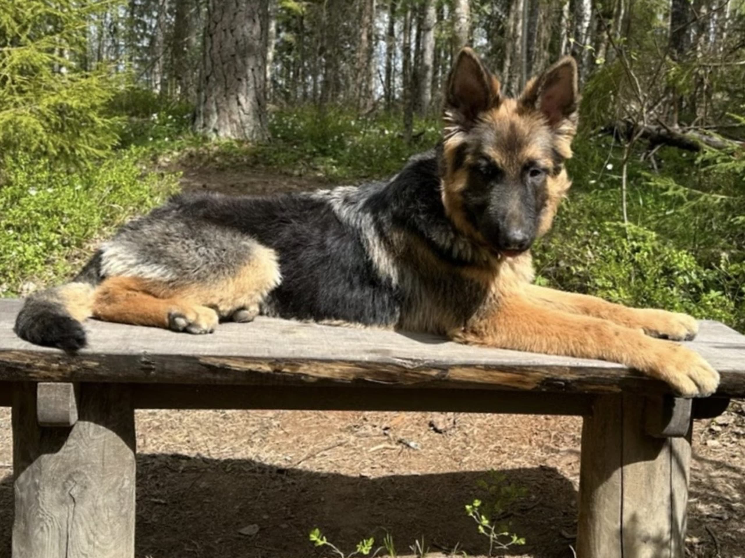 Schäferhund