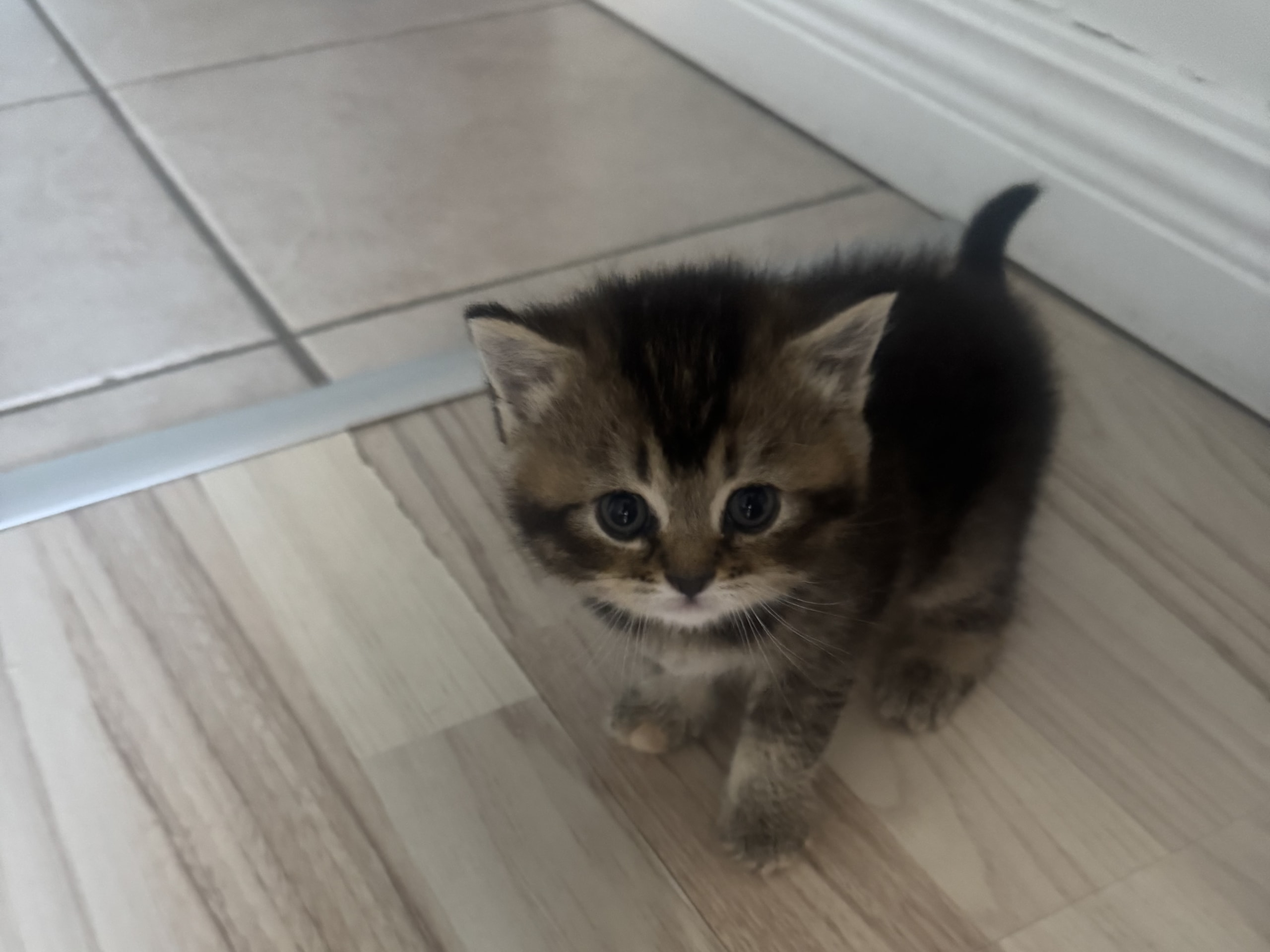 Brittiskt korthår · Malmö · Lolo och Lili