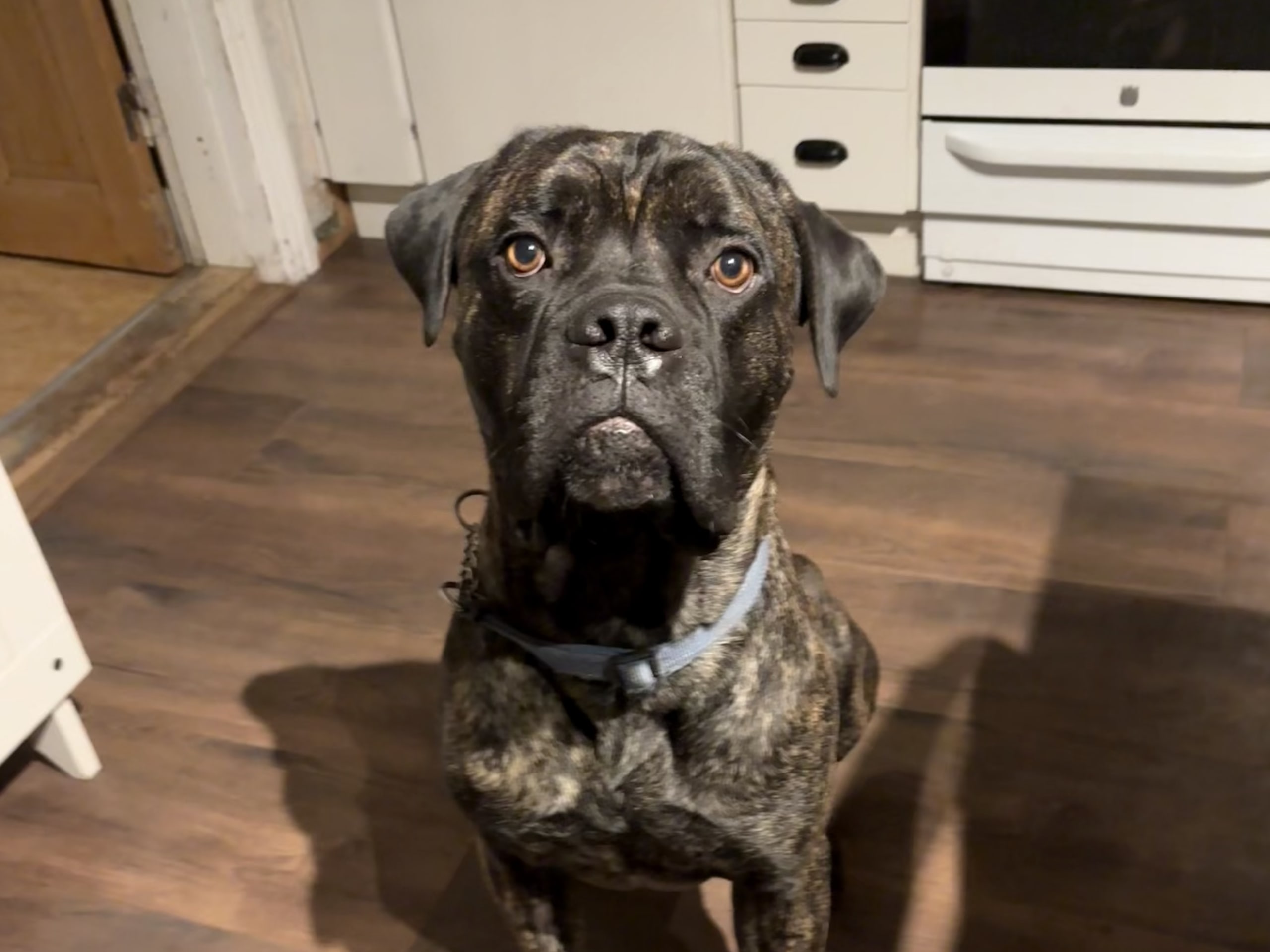 Cane corso