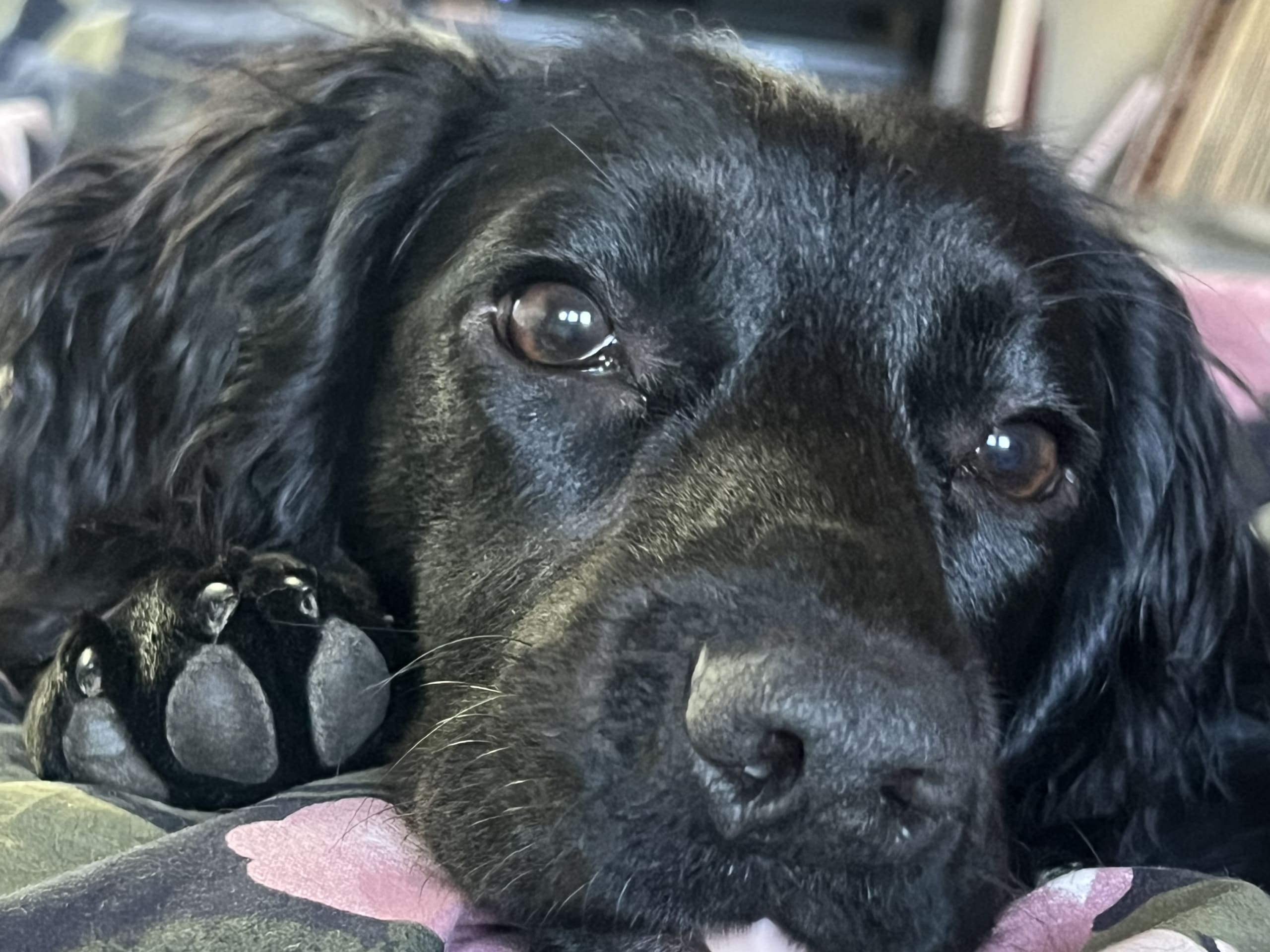 Cocker Spaniel · Norra sorunda · Rummeltorp