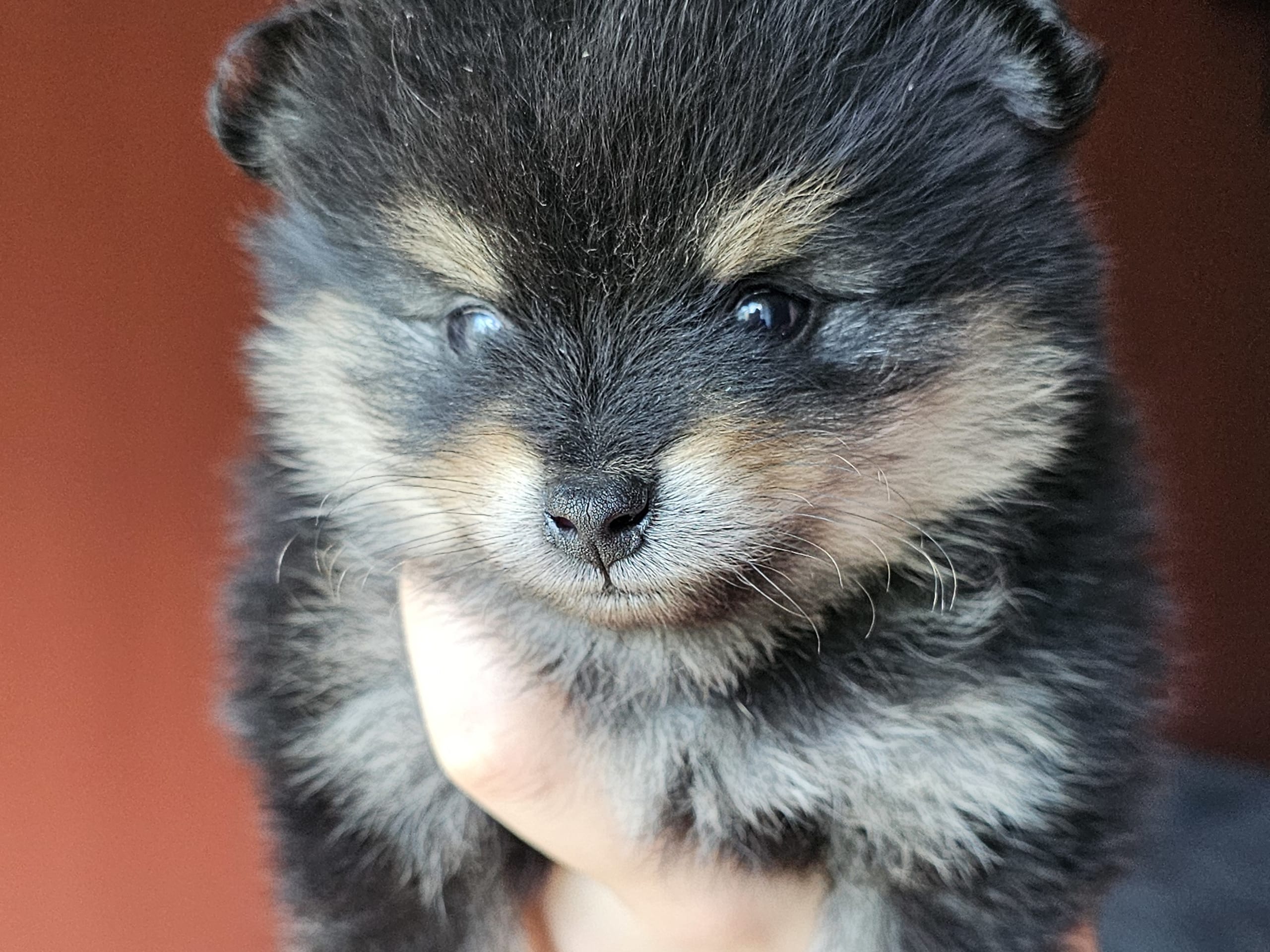 Pomeranian · Enköping · Pomsik Rakaaig