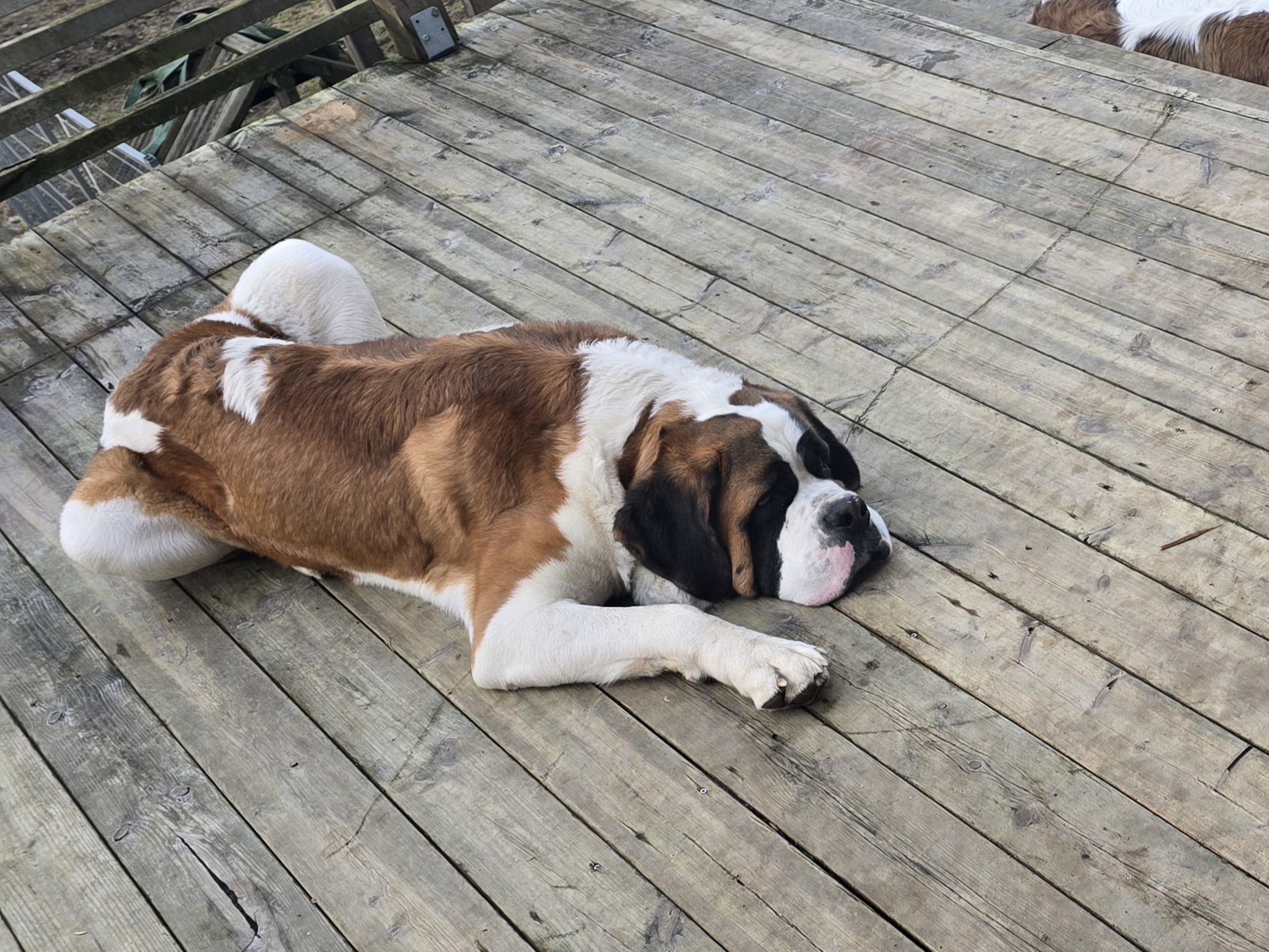 Sankt bernhardshund