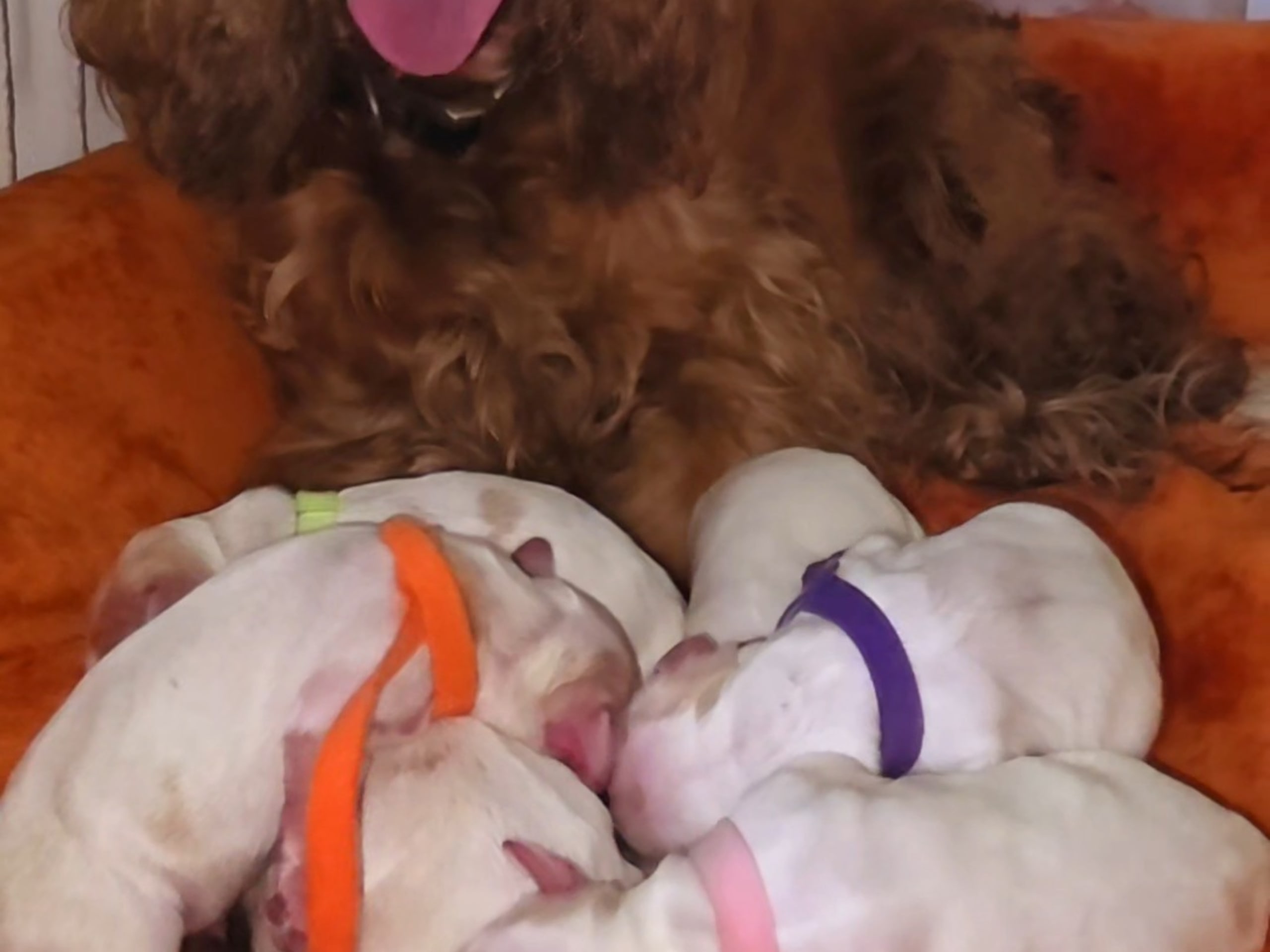 Cocker spaniel