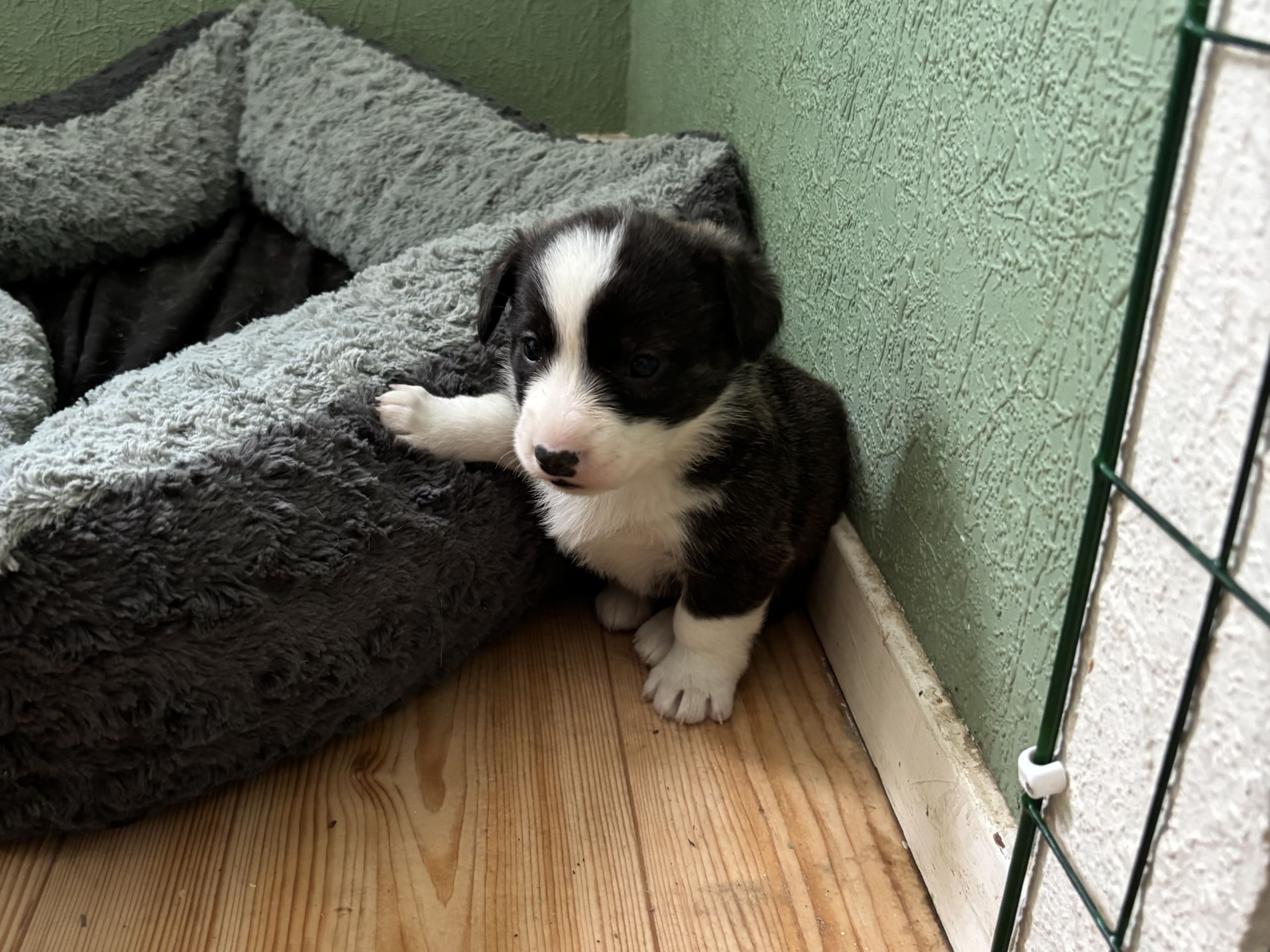 Welsh corgi cardigan
