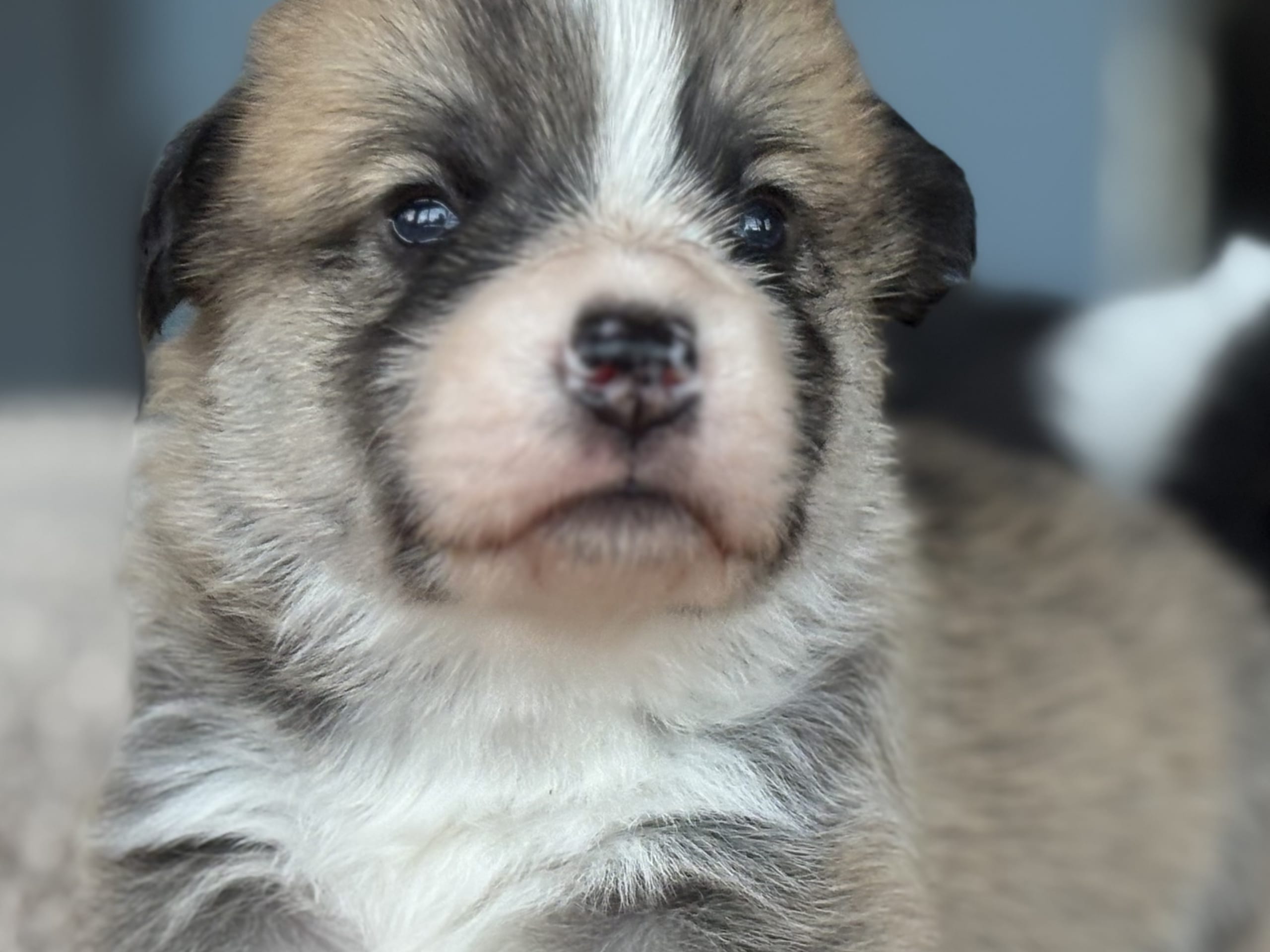 Welsh corgi pembroke