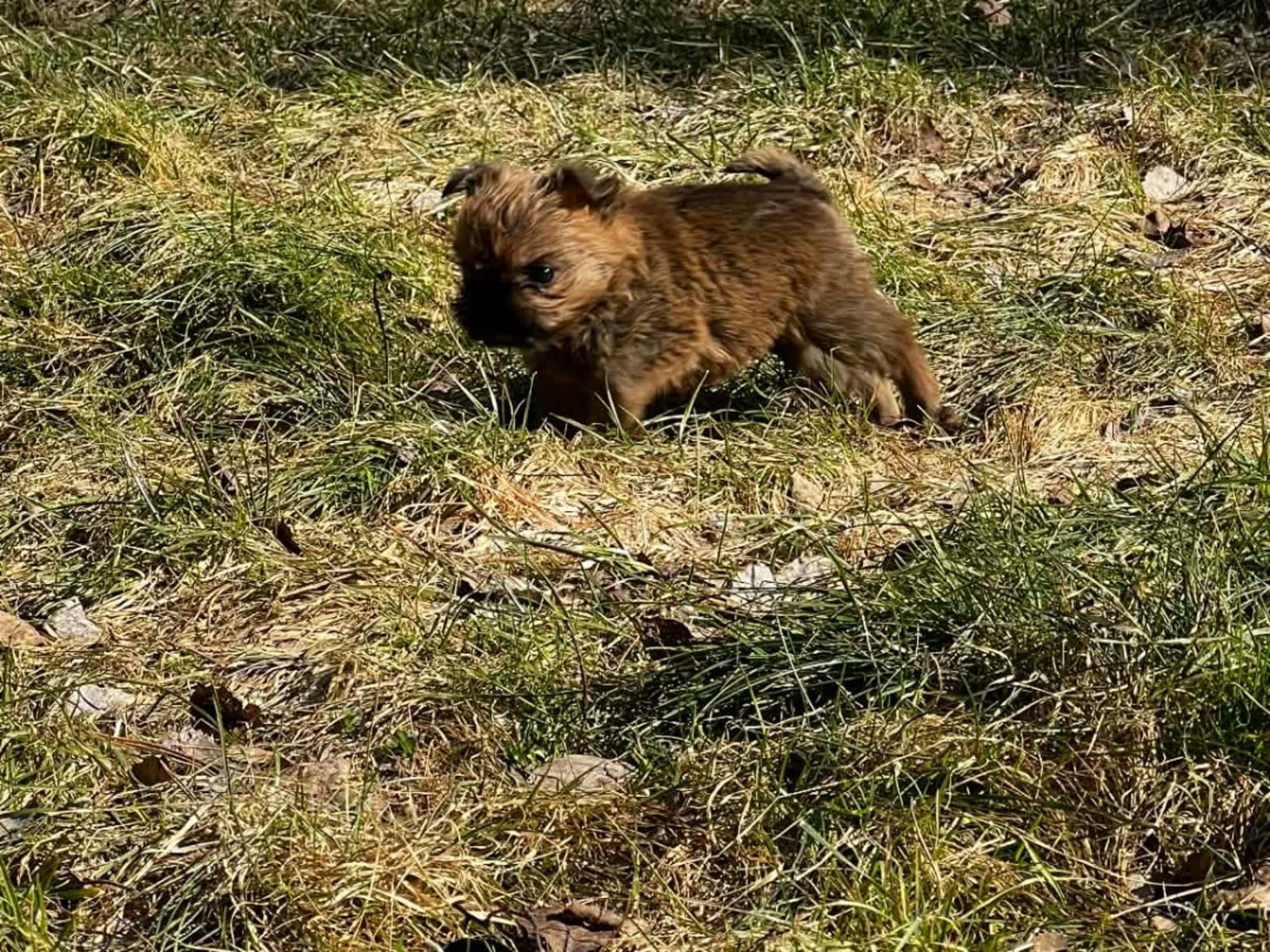Griffon bruxellois