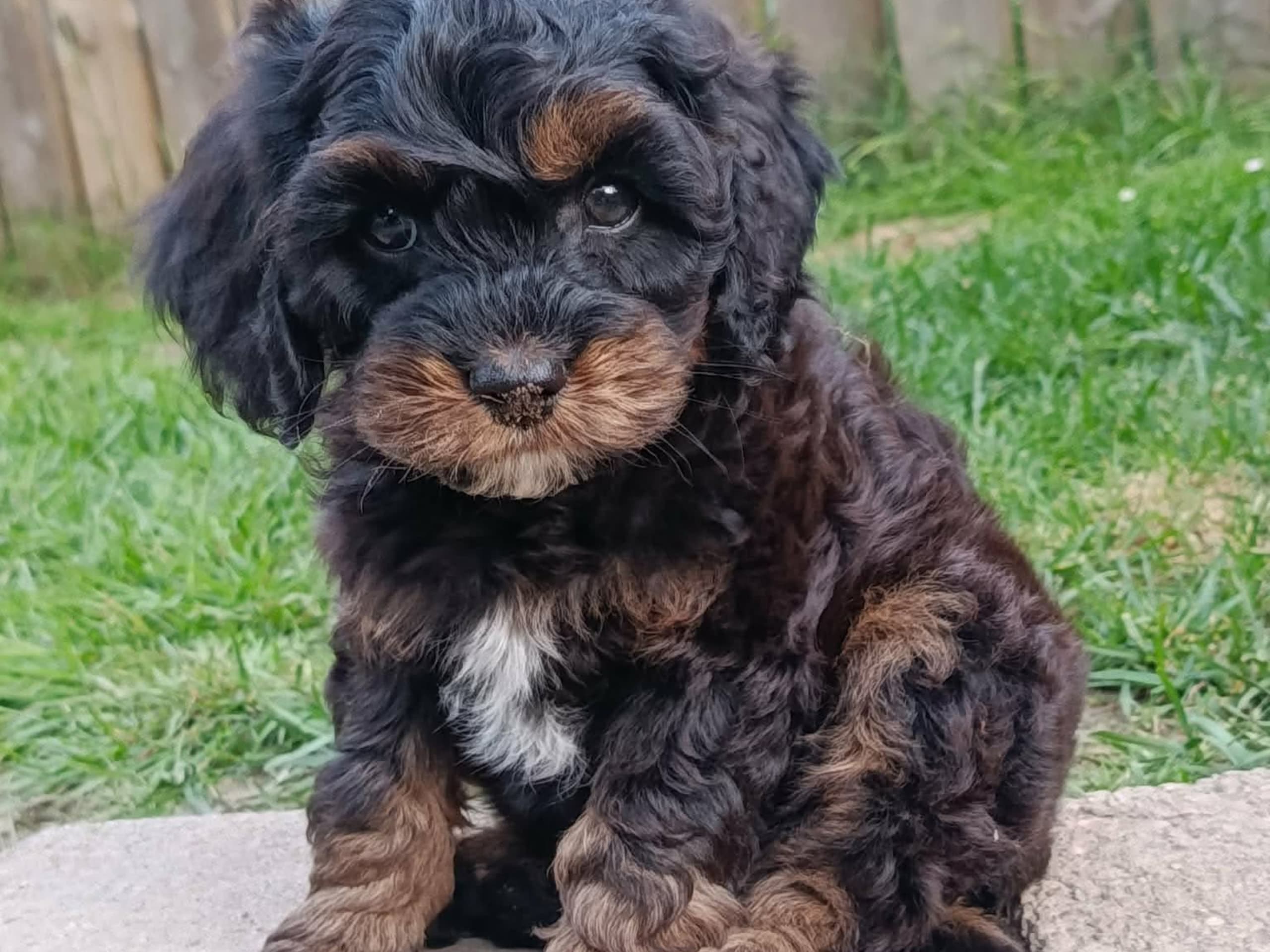 Cockerpoo · Hjortkvarn · Hjortkvarns Cavapoo