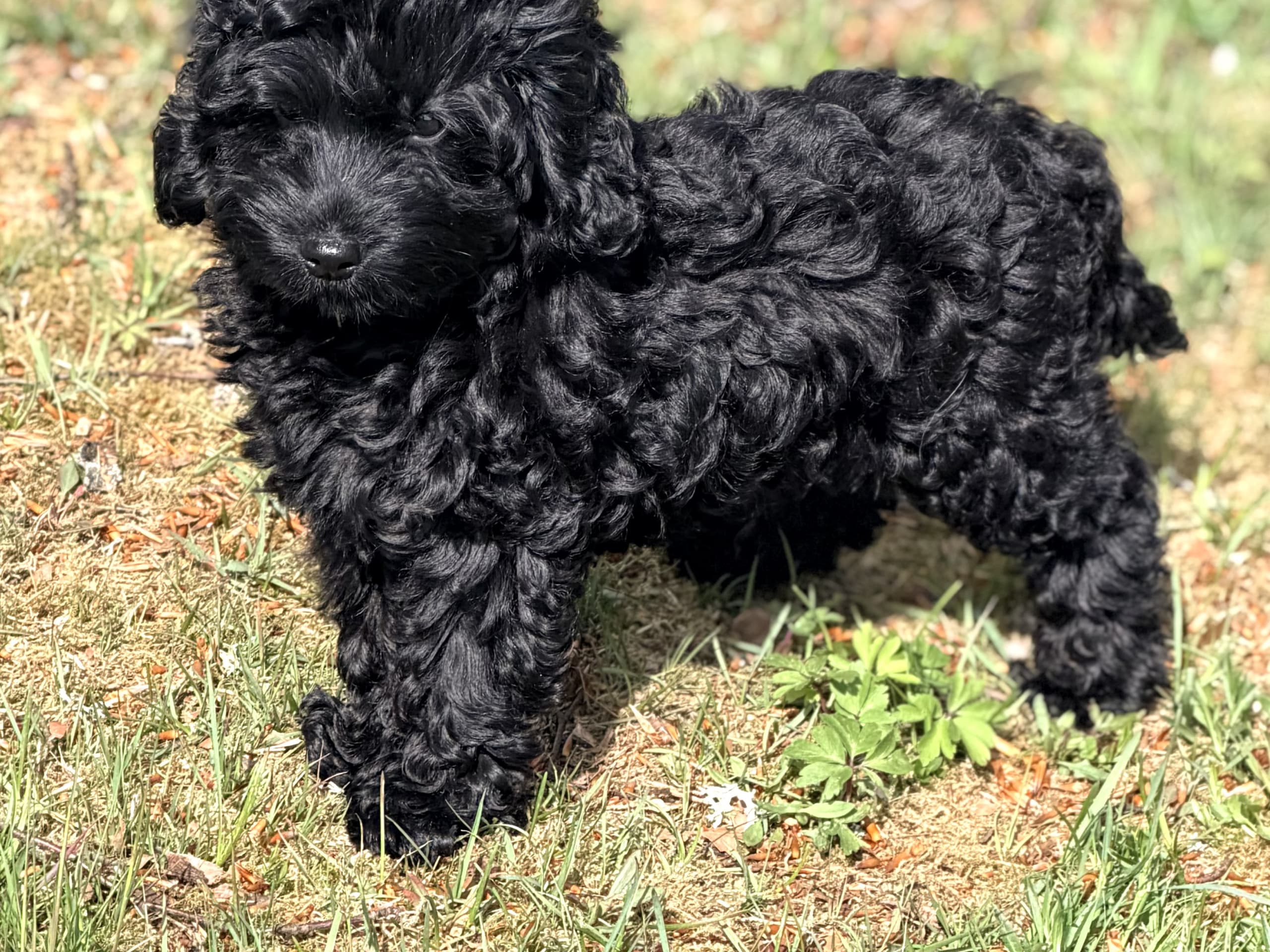 Cockerpoo