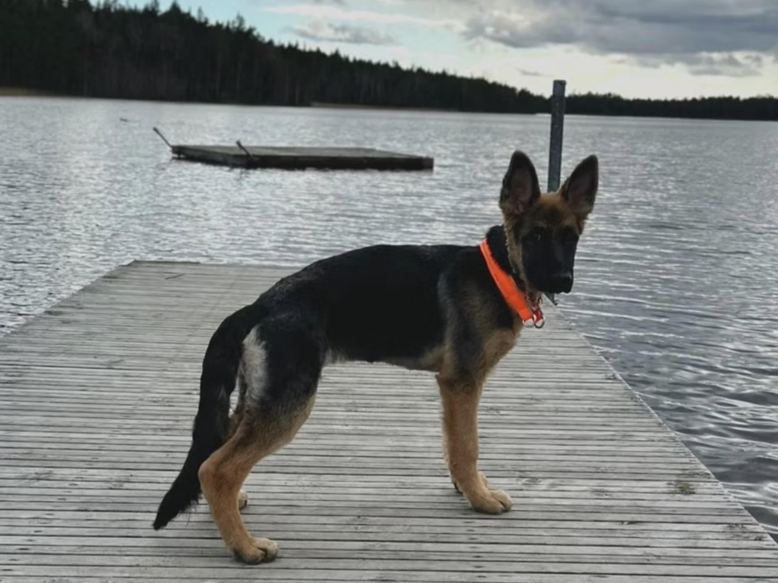 Tysk Schäferhund · Vittinge · Estridh S.
