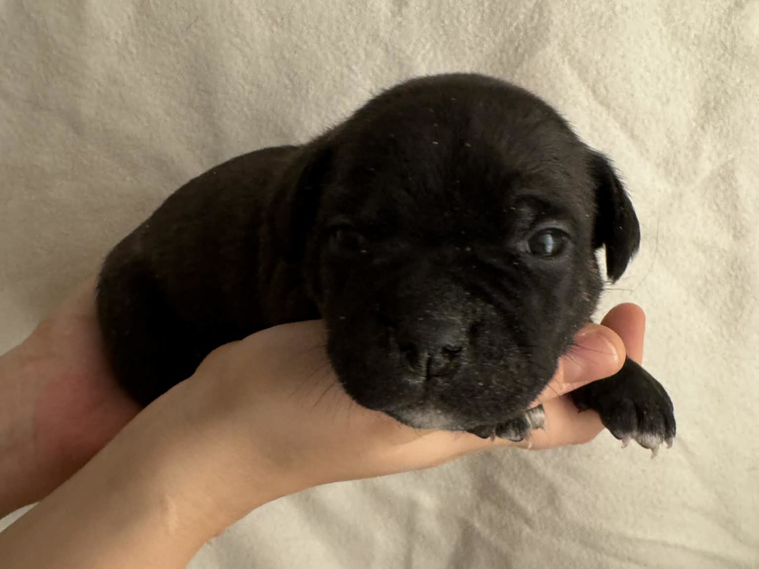 Staffordshire bullterrier