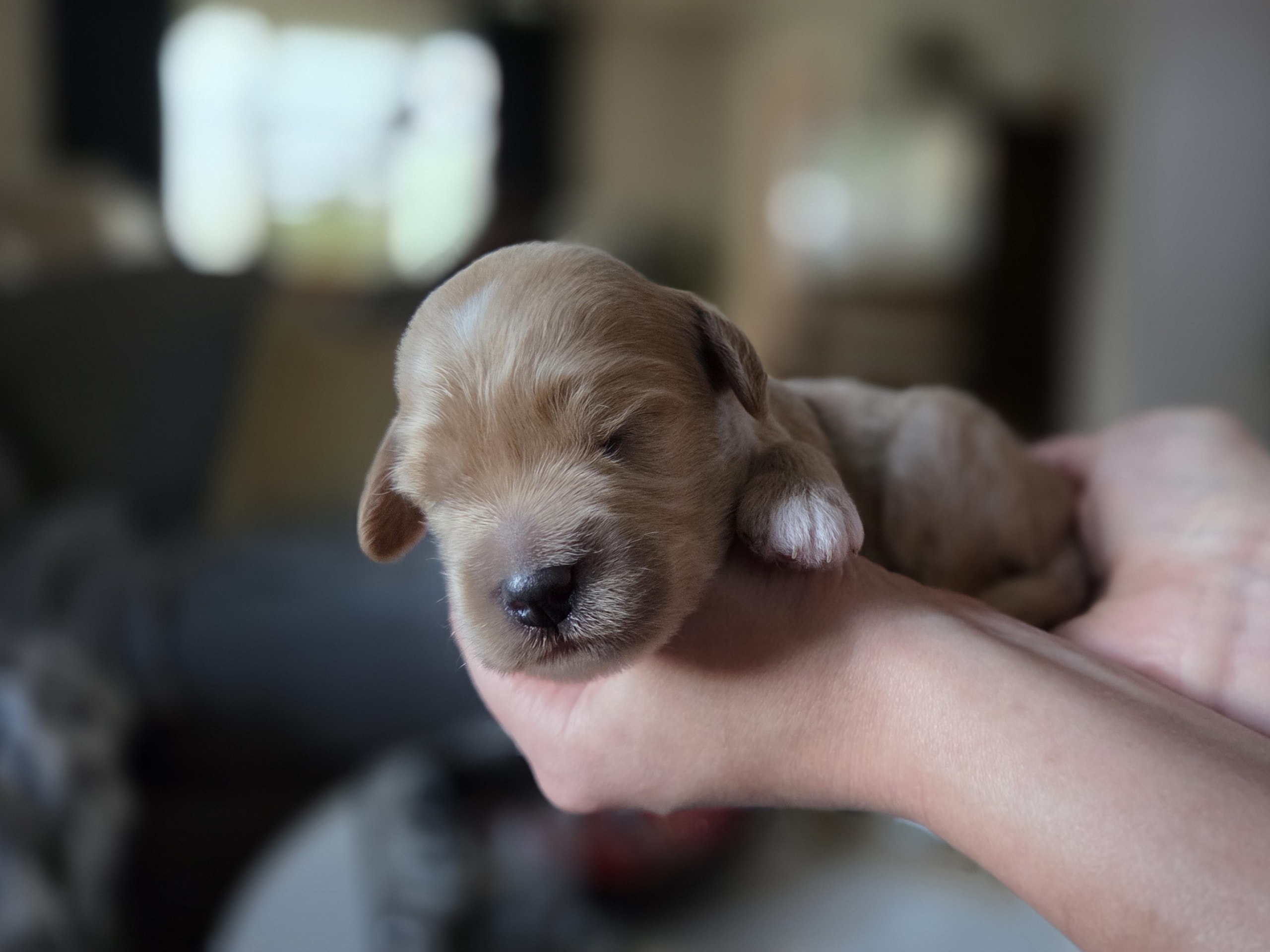 Labradoodle · Ulricehamn · Lyckornaslabradoodle