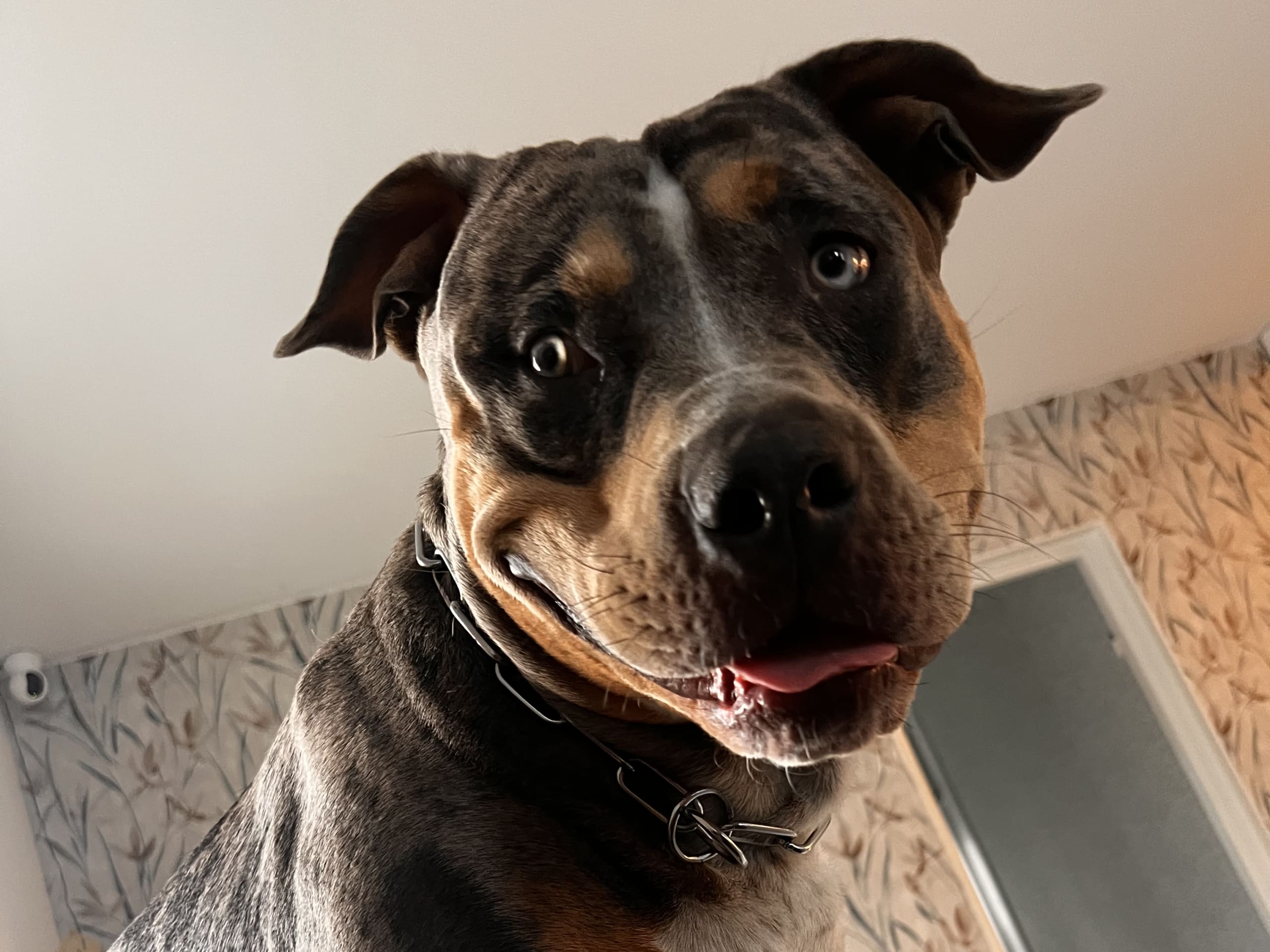 American bully · Sollentuna · Raul C.