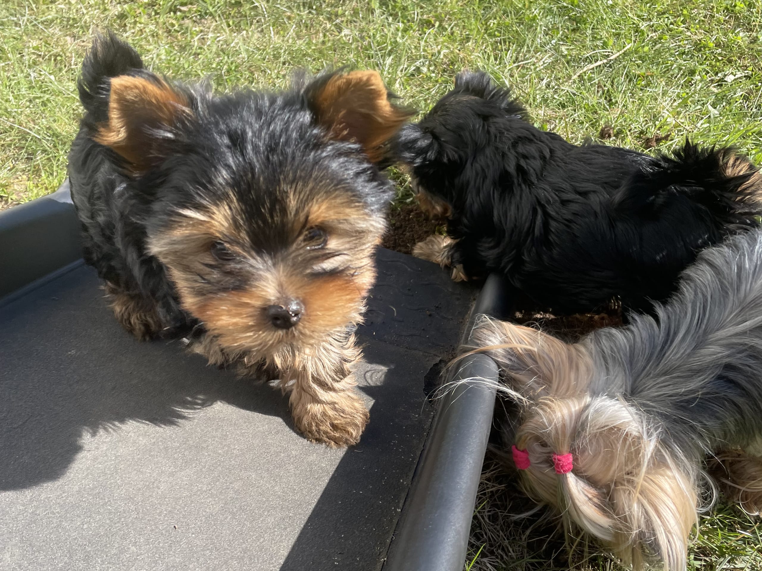 Yorkshireterrier · Vårgårda · Charlotte A.