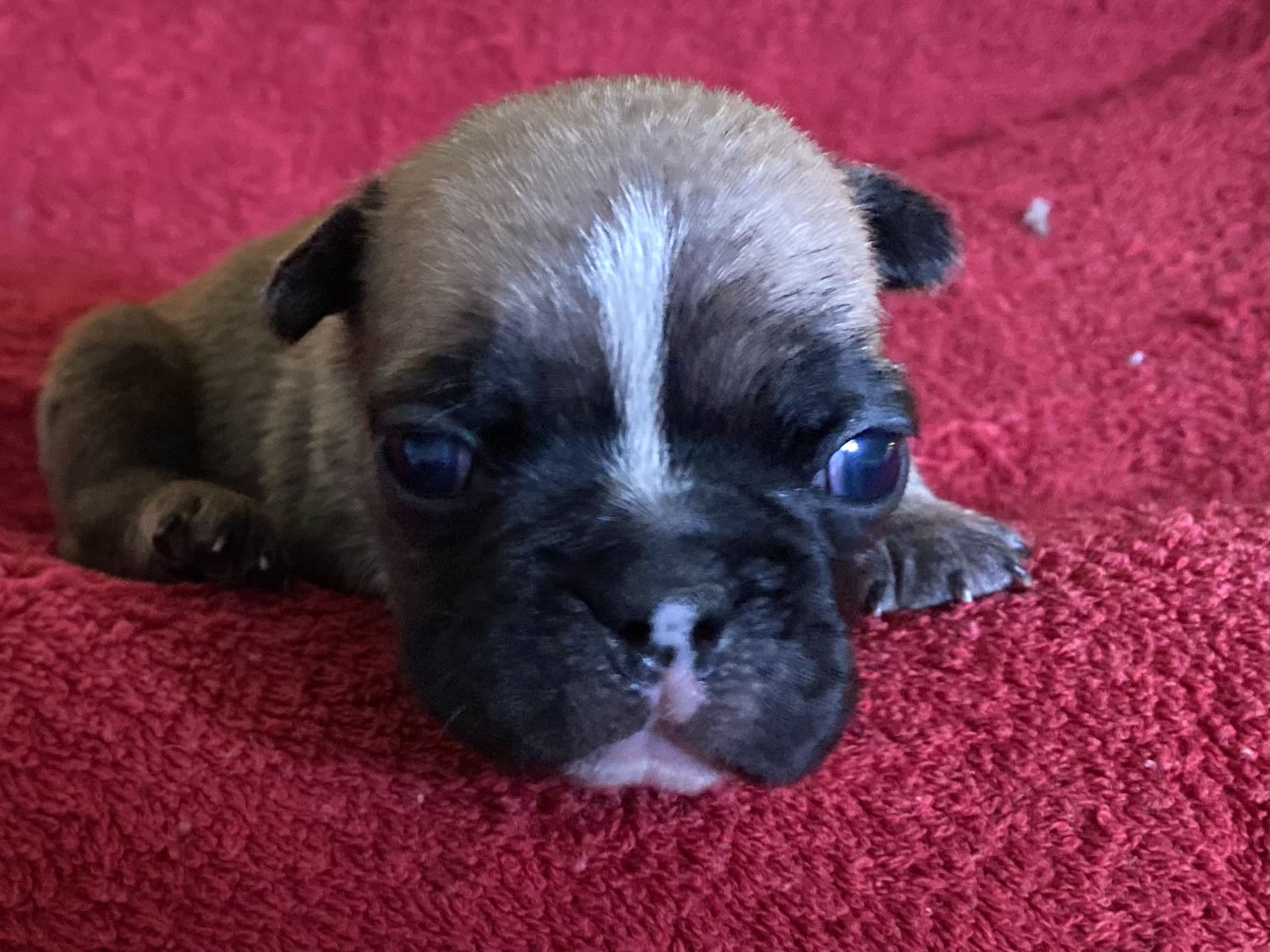 French Bulldog · östervåla · Dexline's