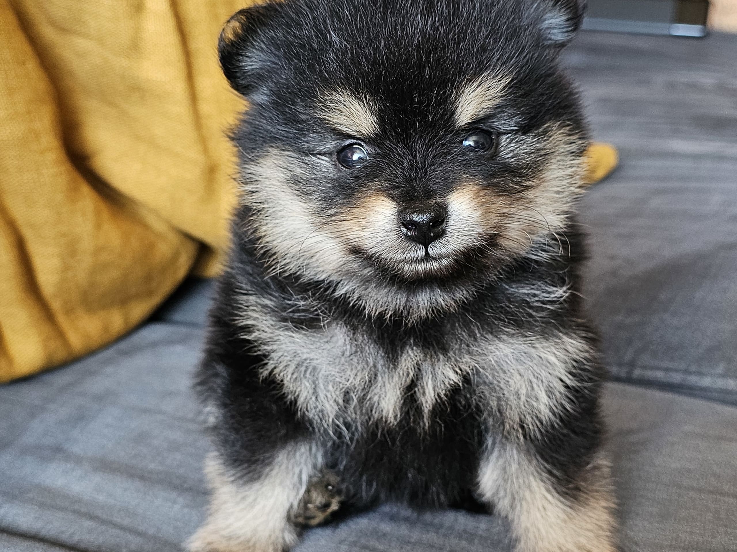 Pomeranian · Enköping · Pomsik Rakaaig