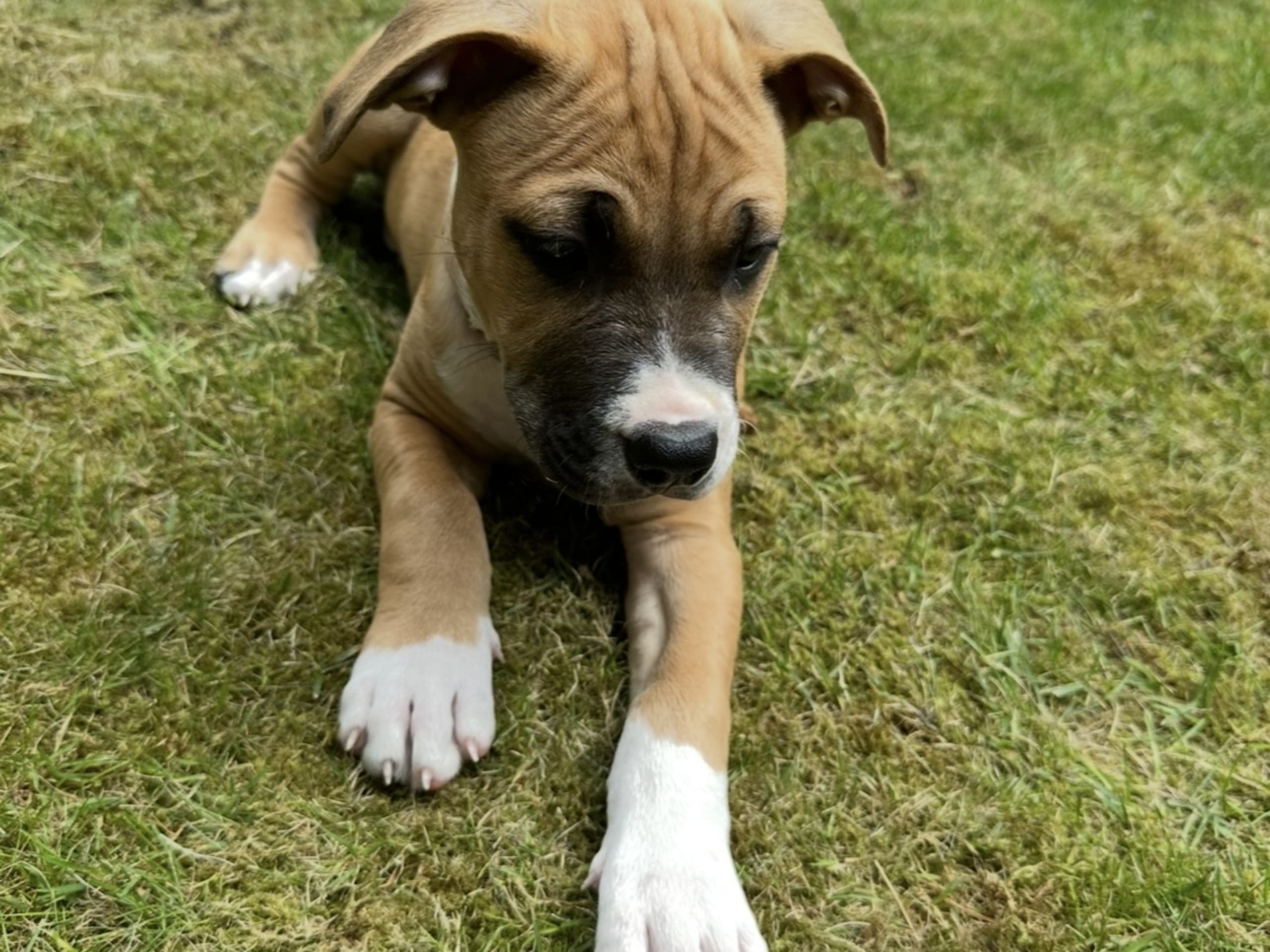 American Bully · Växjö · Nova P.