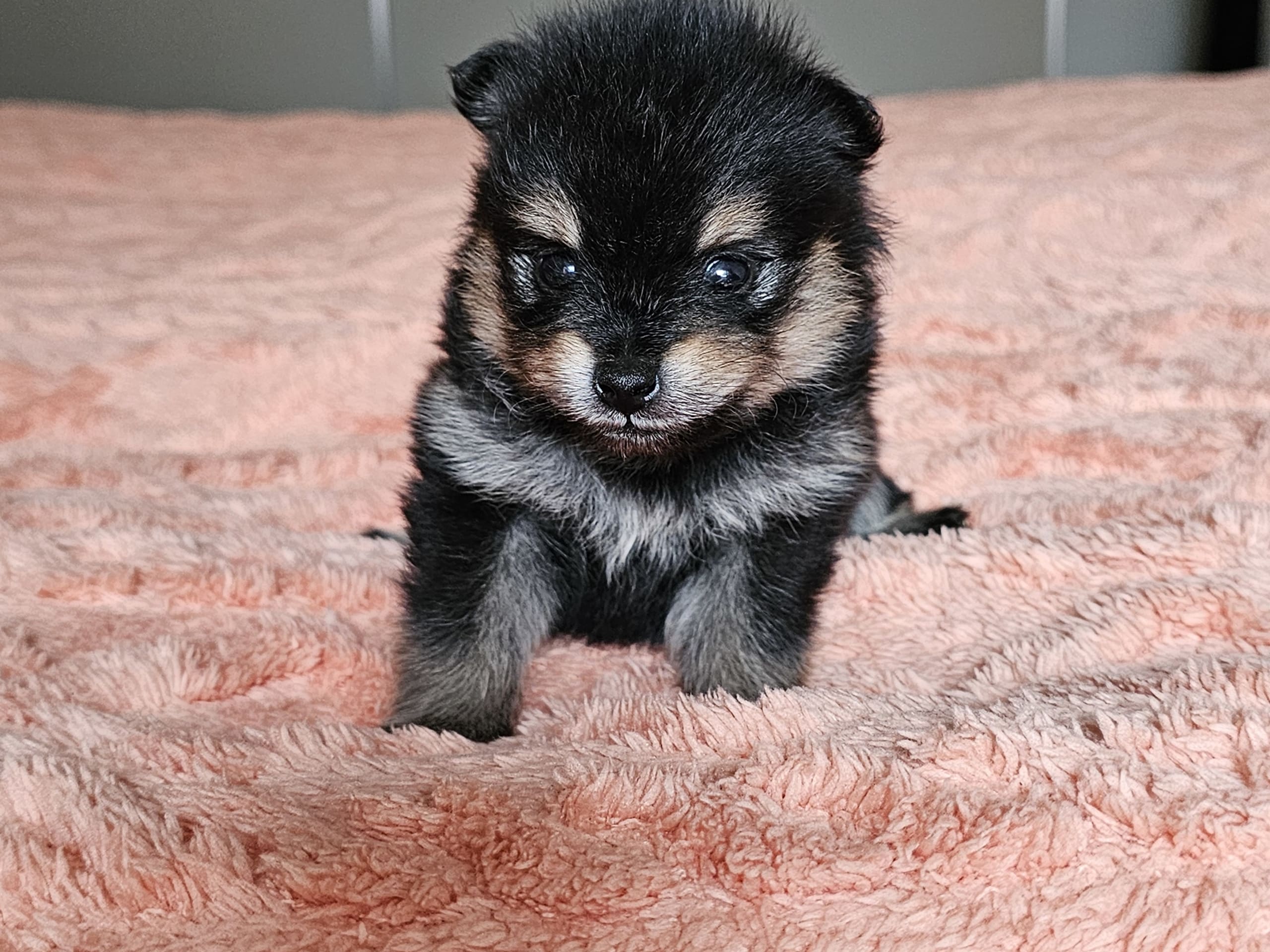 Pomeranian · Enköping · Pomsik Rakaaig