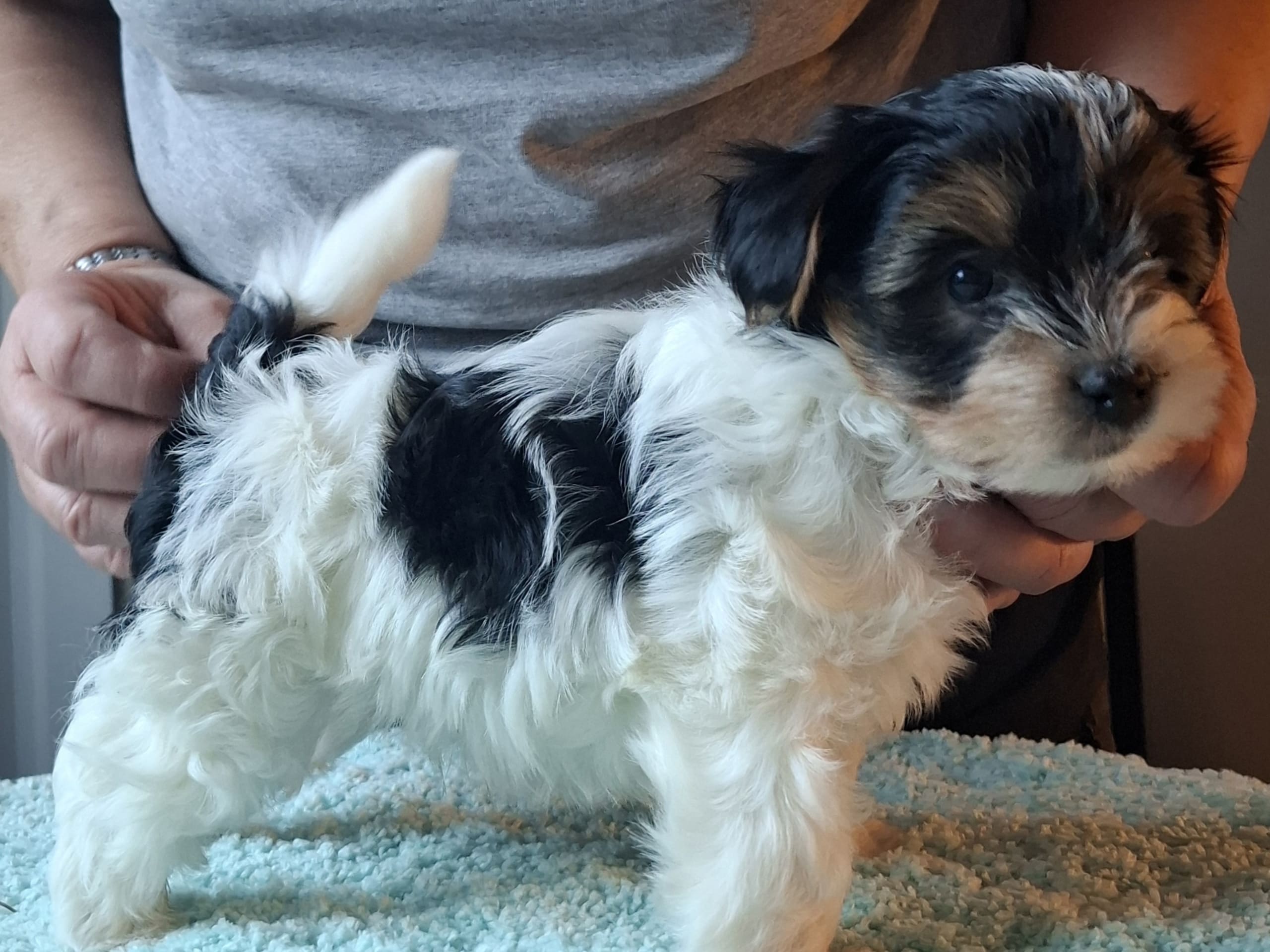 Biewer terrier