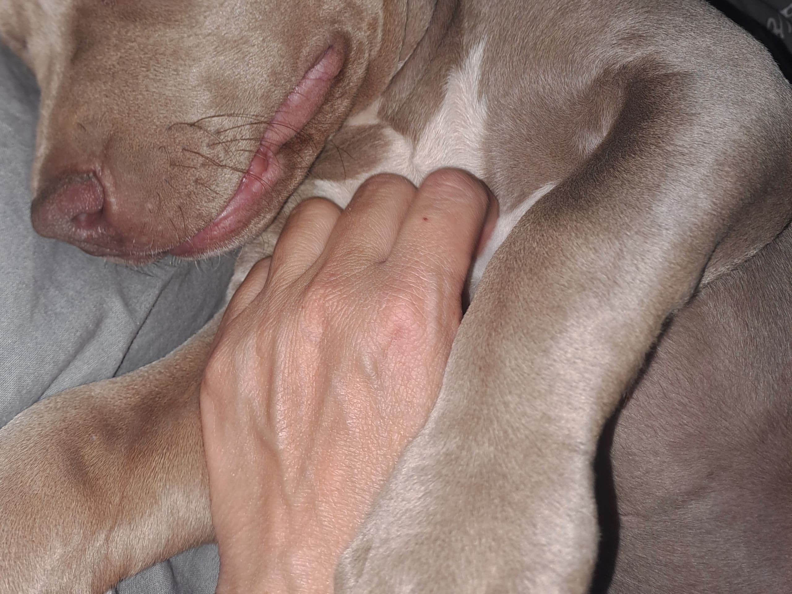 American Bully · Torshälla · Emelie R.
