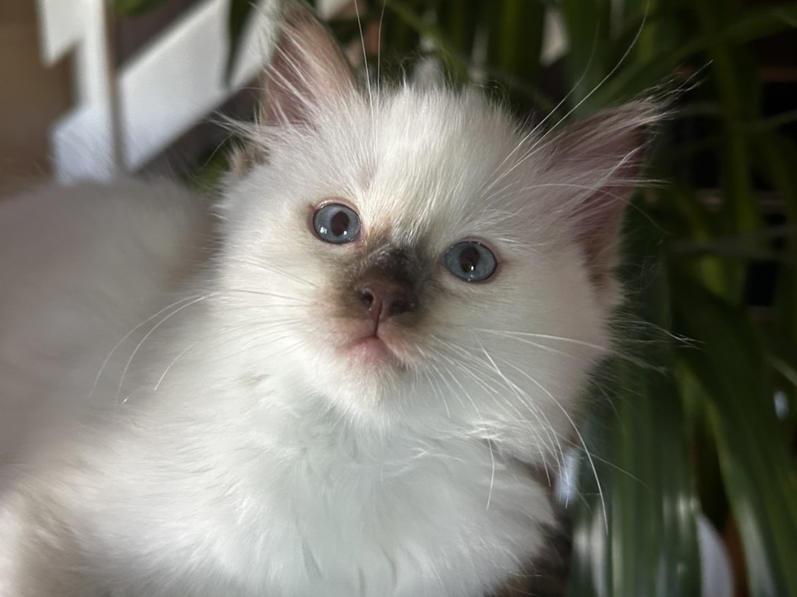 Ragdoll · Hamar · No*Cutie Raggs