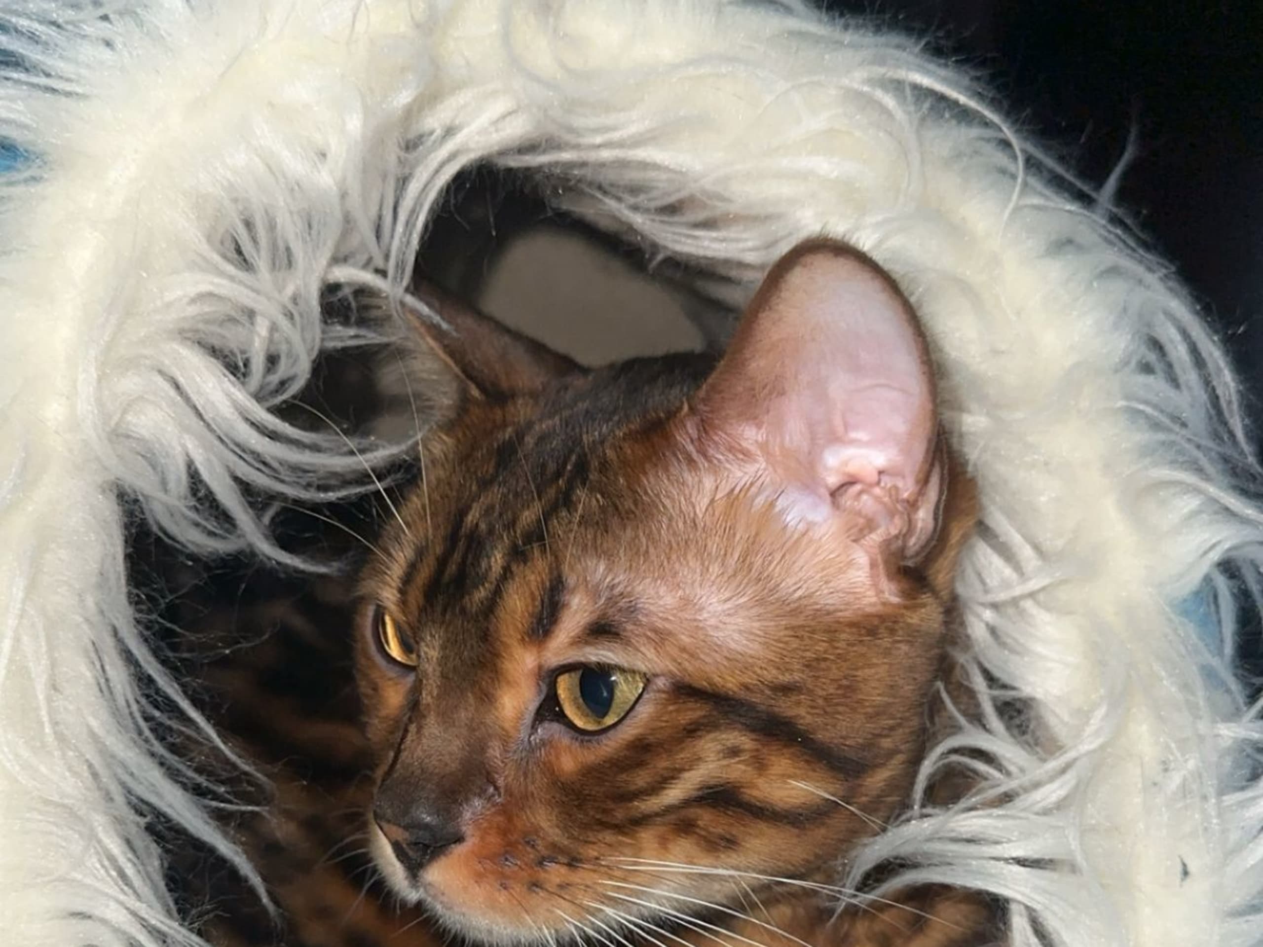 Bengal