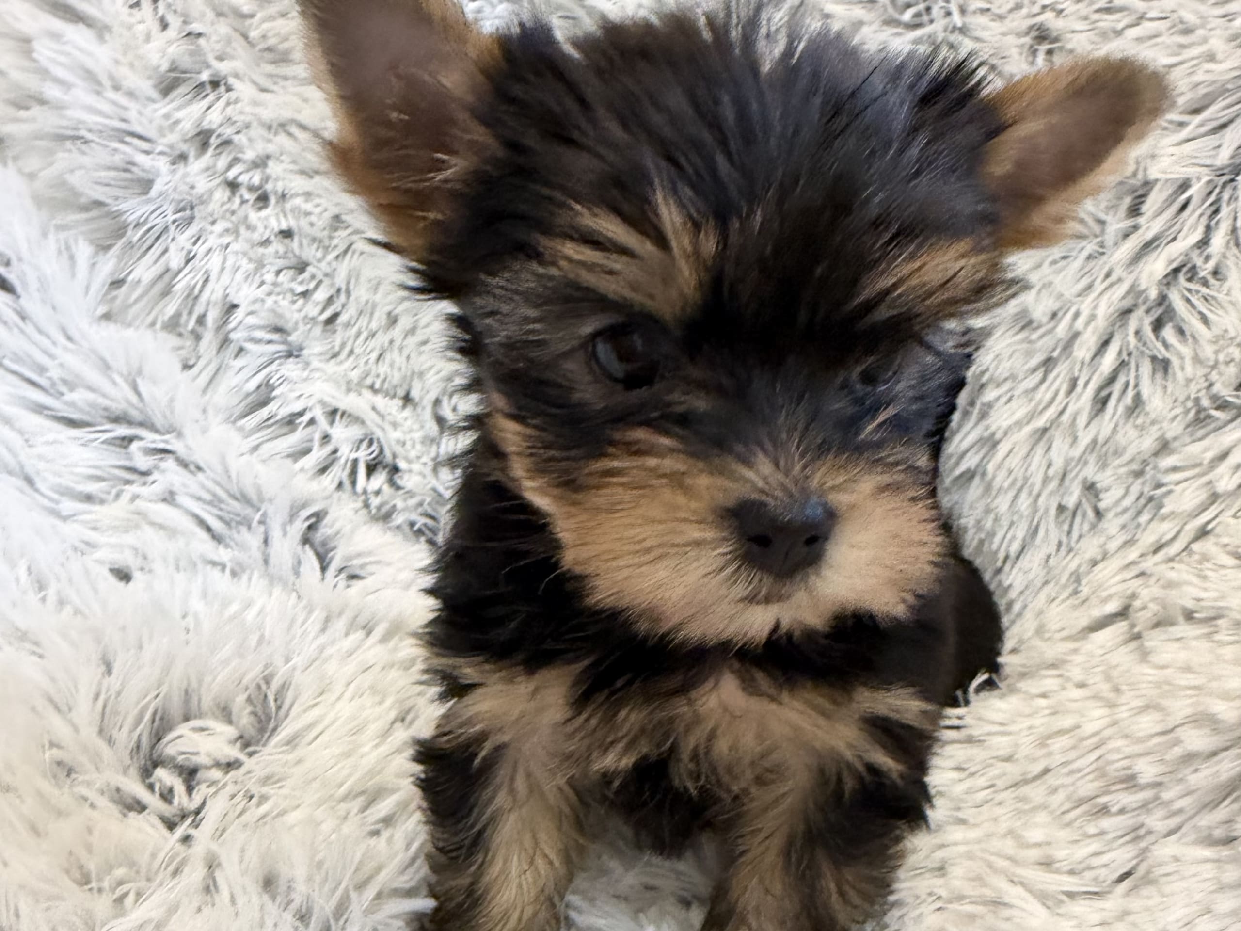 Yorkshireterrier