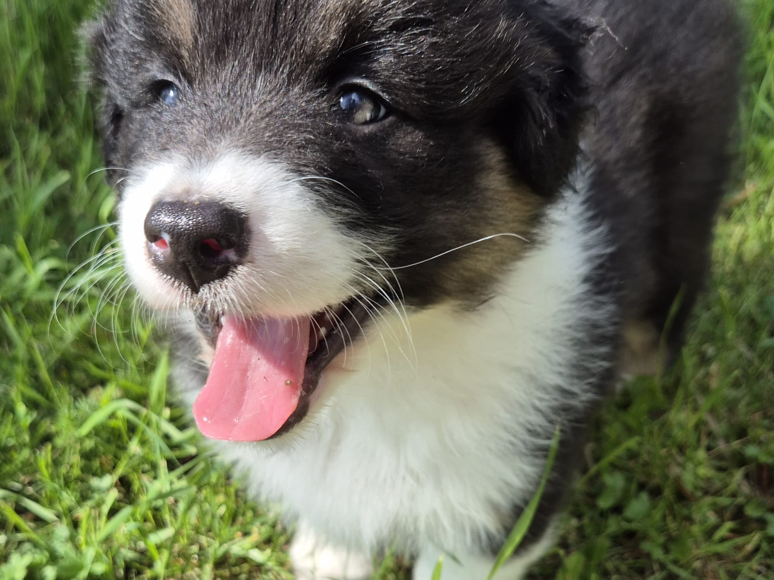 Australian shepherd · Furuvik · Lyckouddens