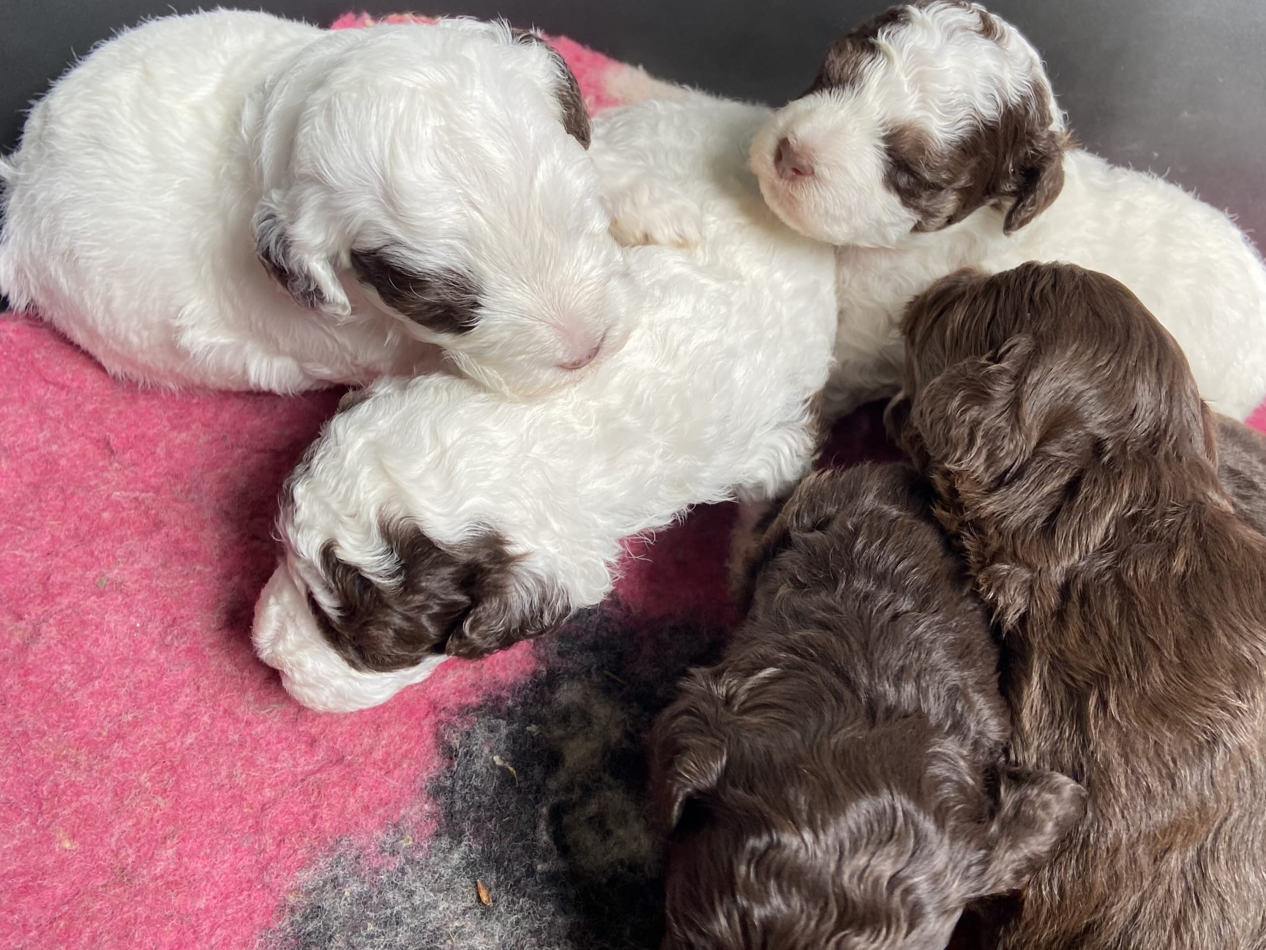 Shihpoo · Nol · Lyckliga Vovven