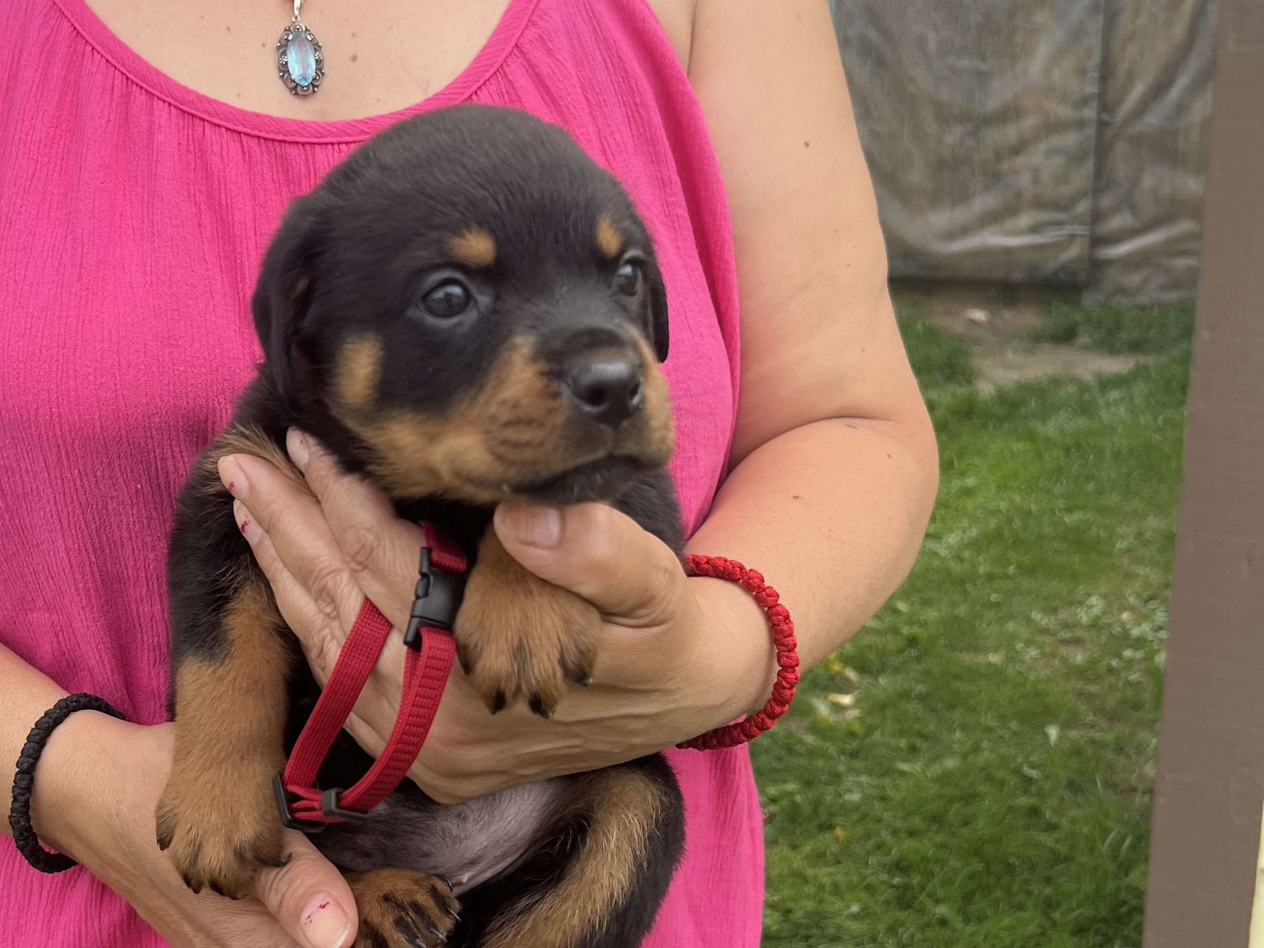 Rottweiler · Karlskoga · Lisabeta M.