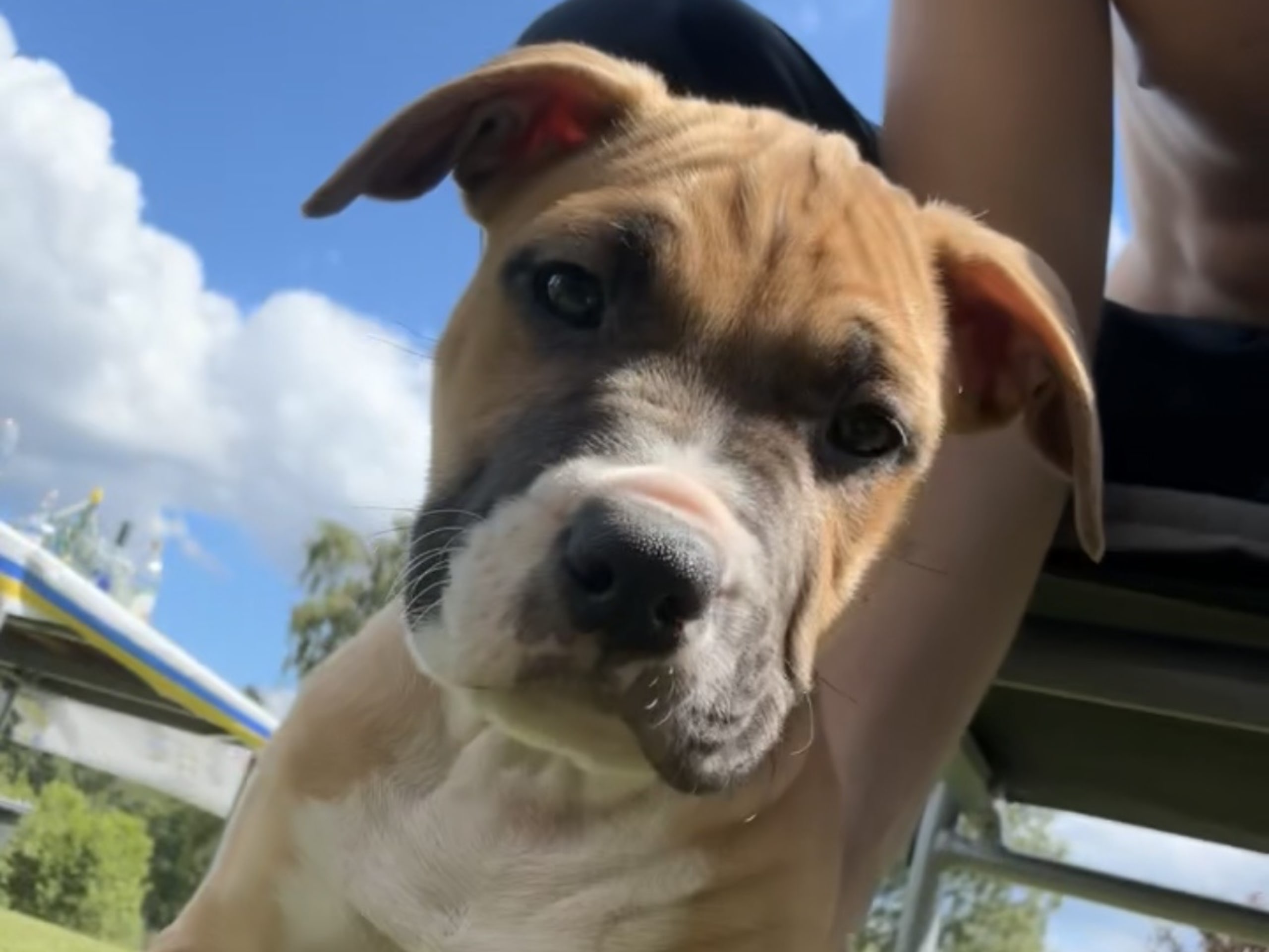 American Bully · Växjö · Nova P.
