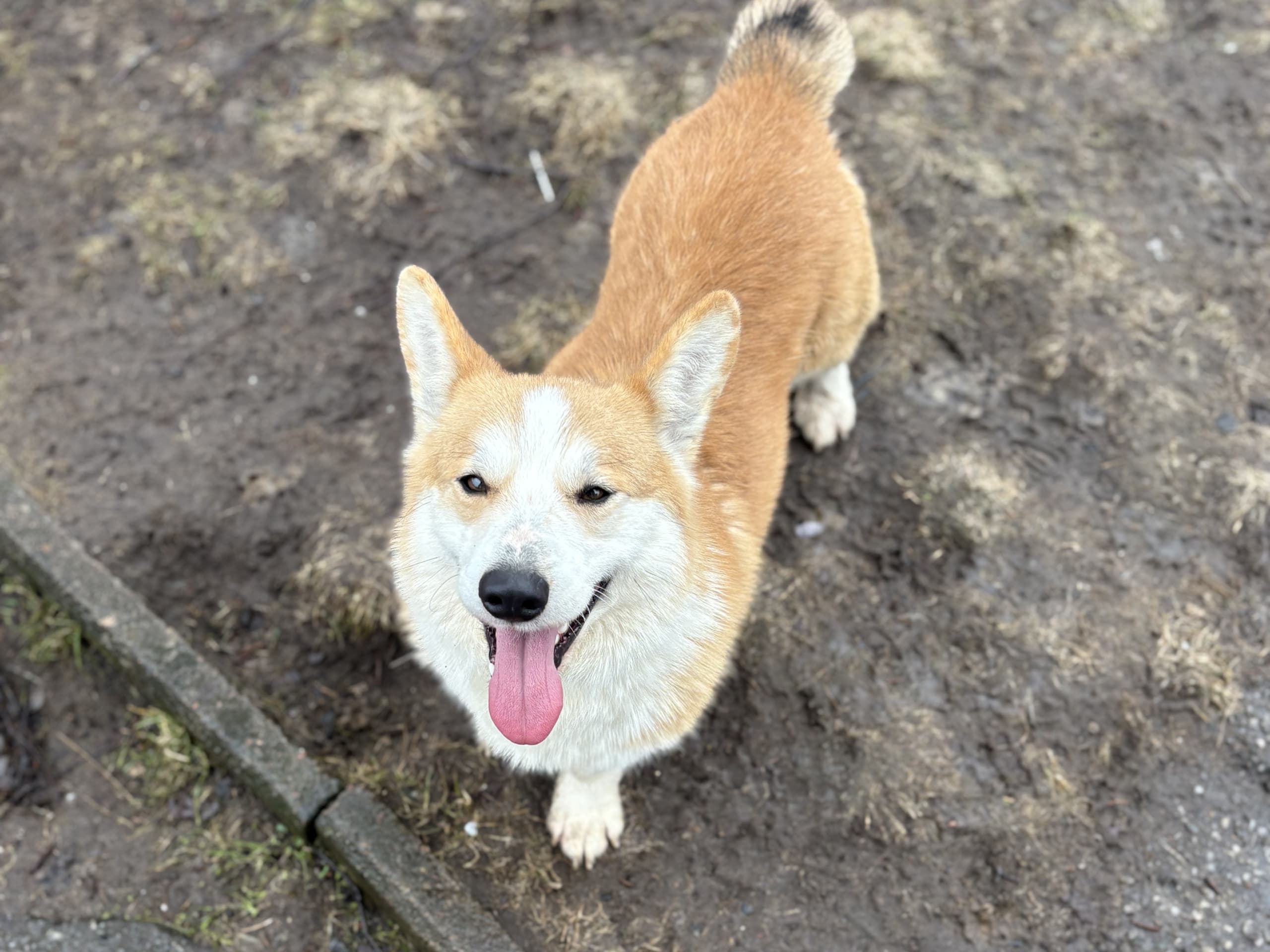 Welsh corgi pembroke