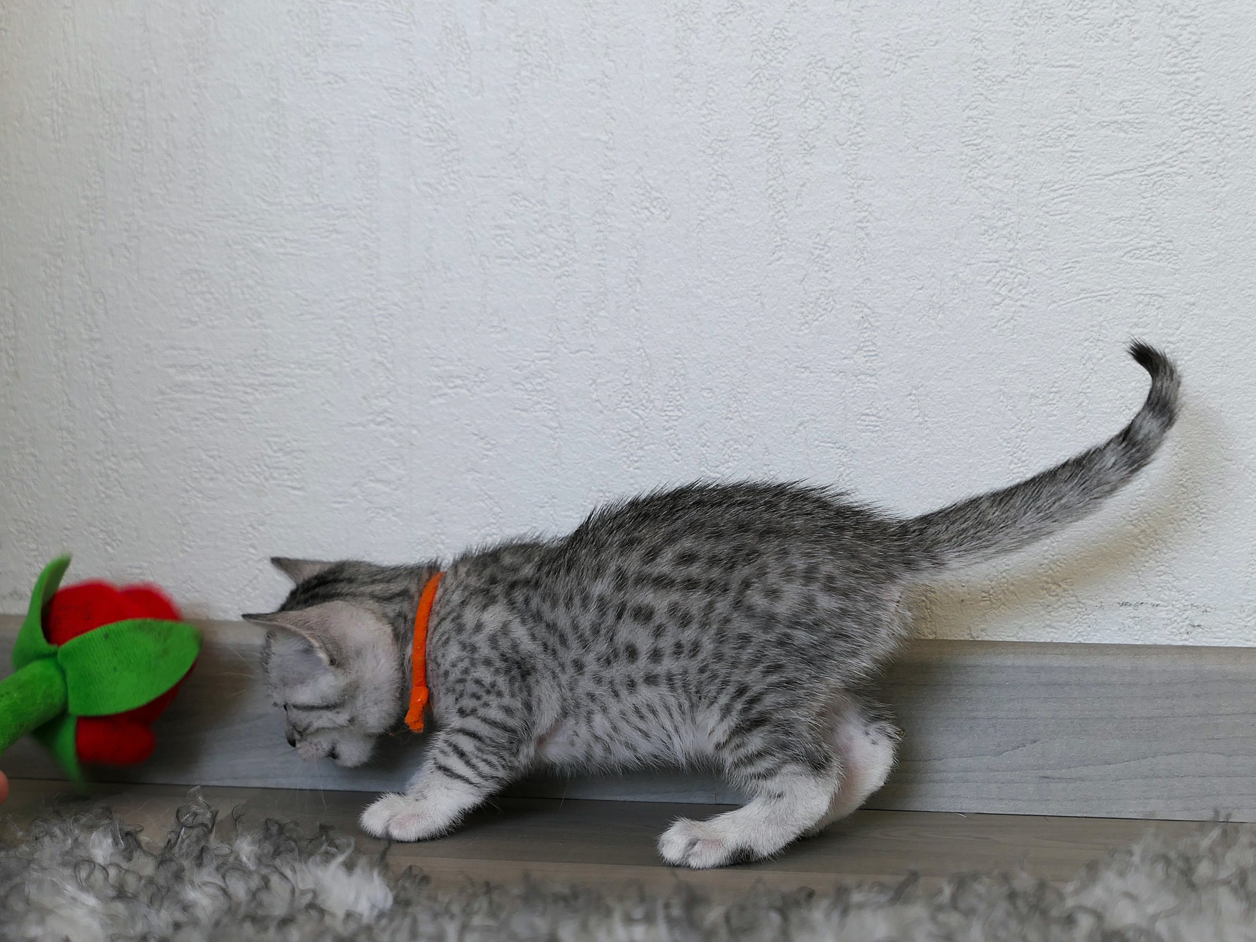 Egyptian Mau