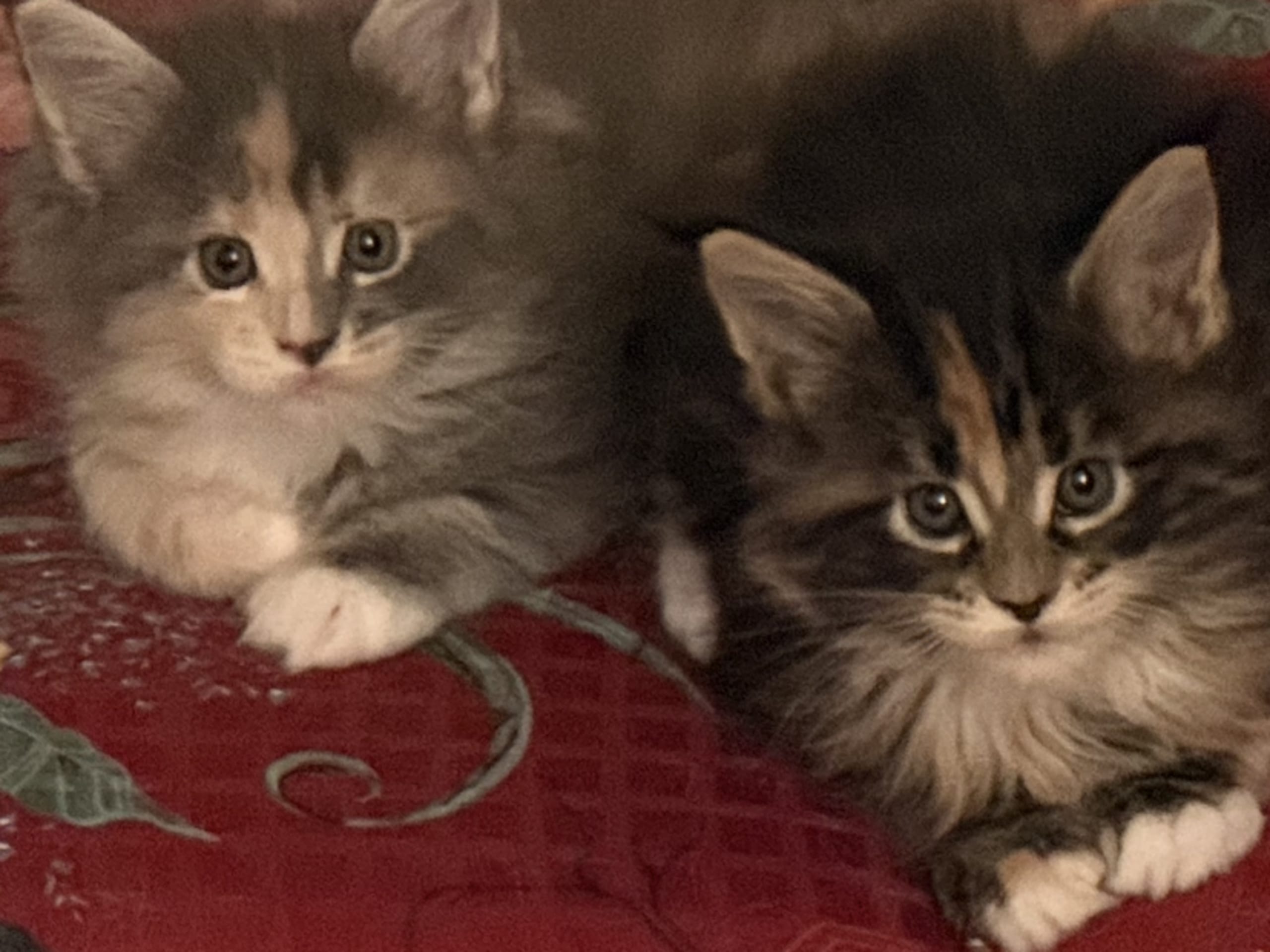 Maine Coon