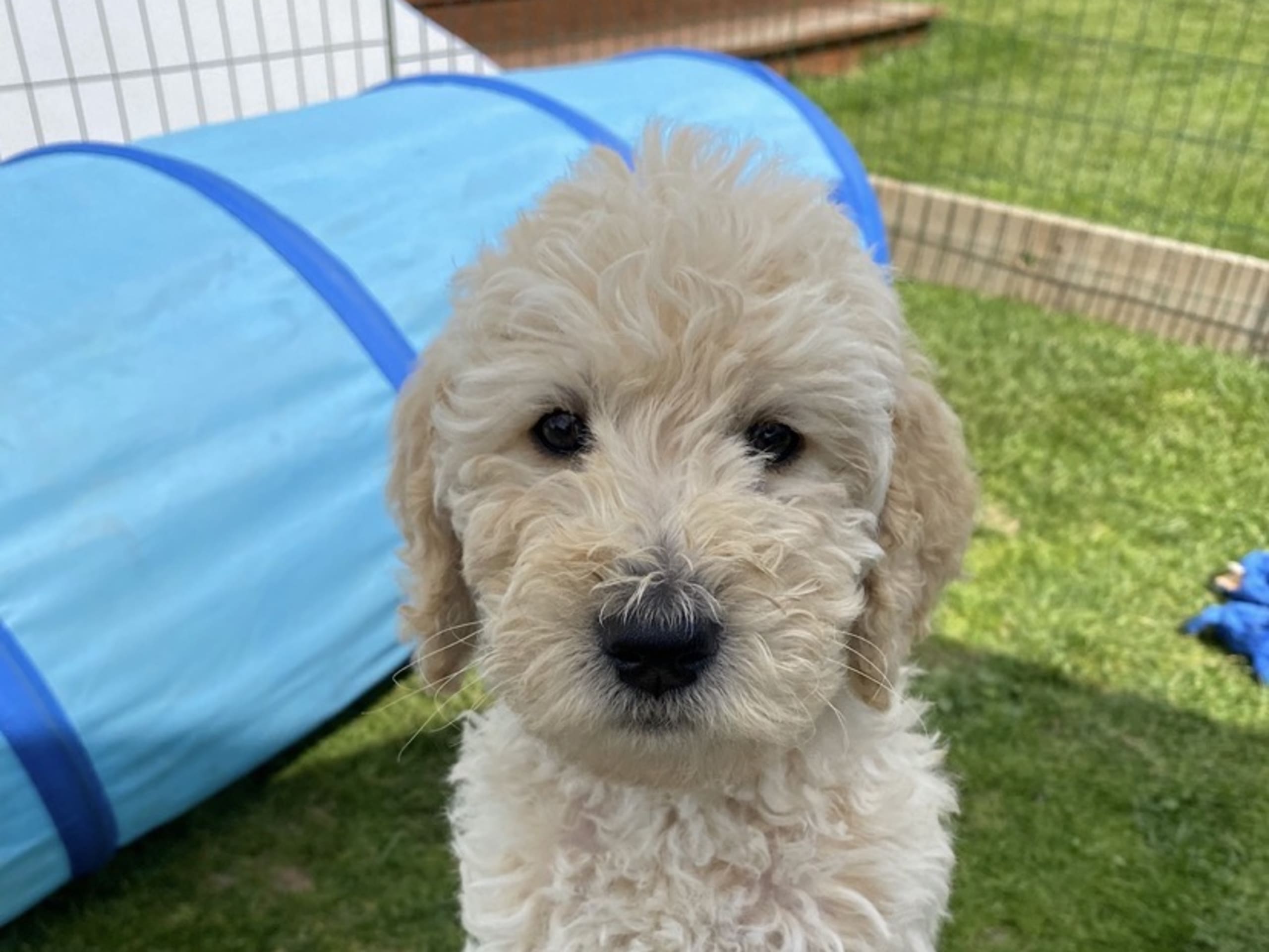 Labradoodle · Hammarö · Kilenegårdens