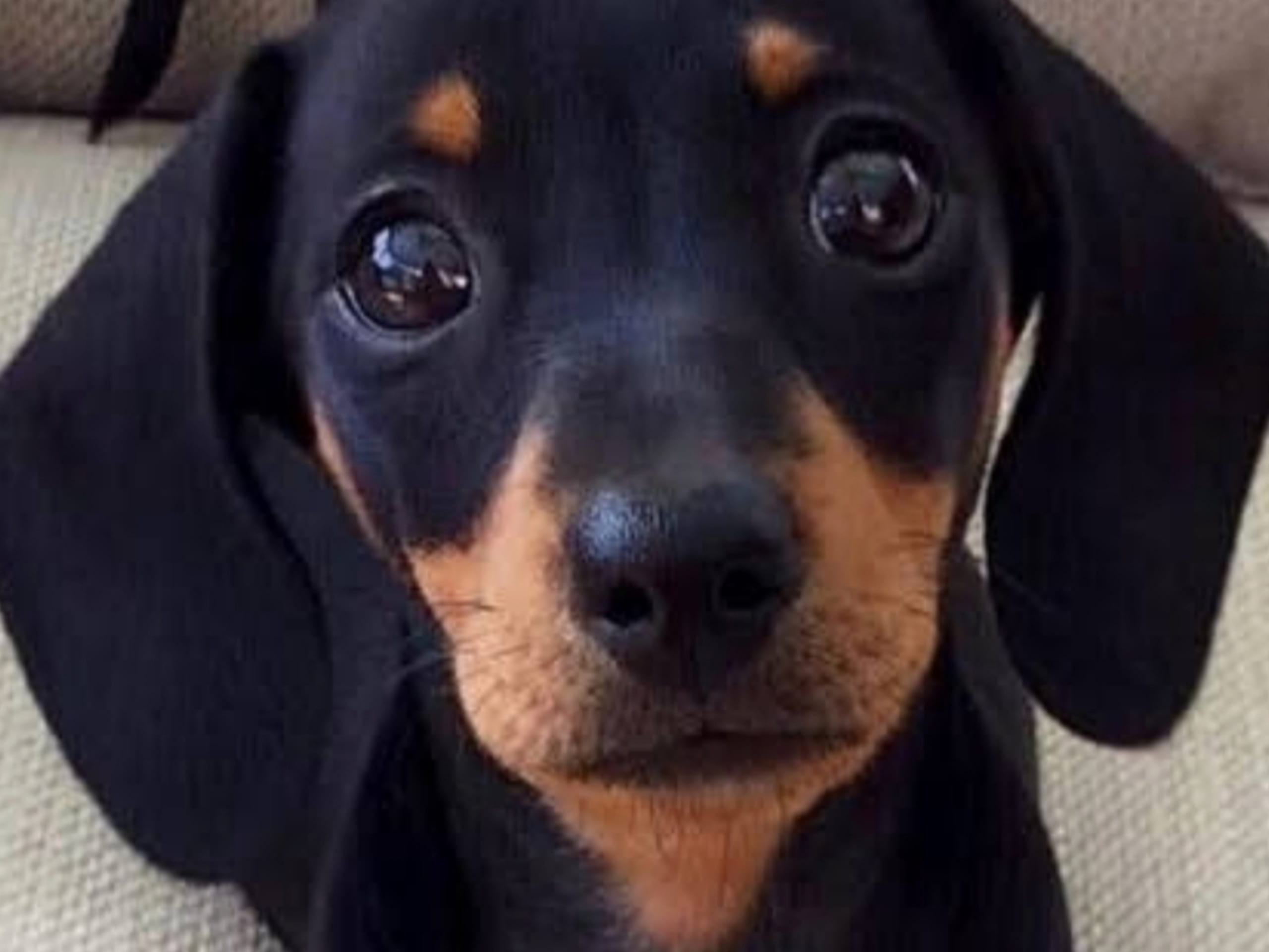 Dachshund