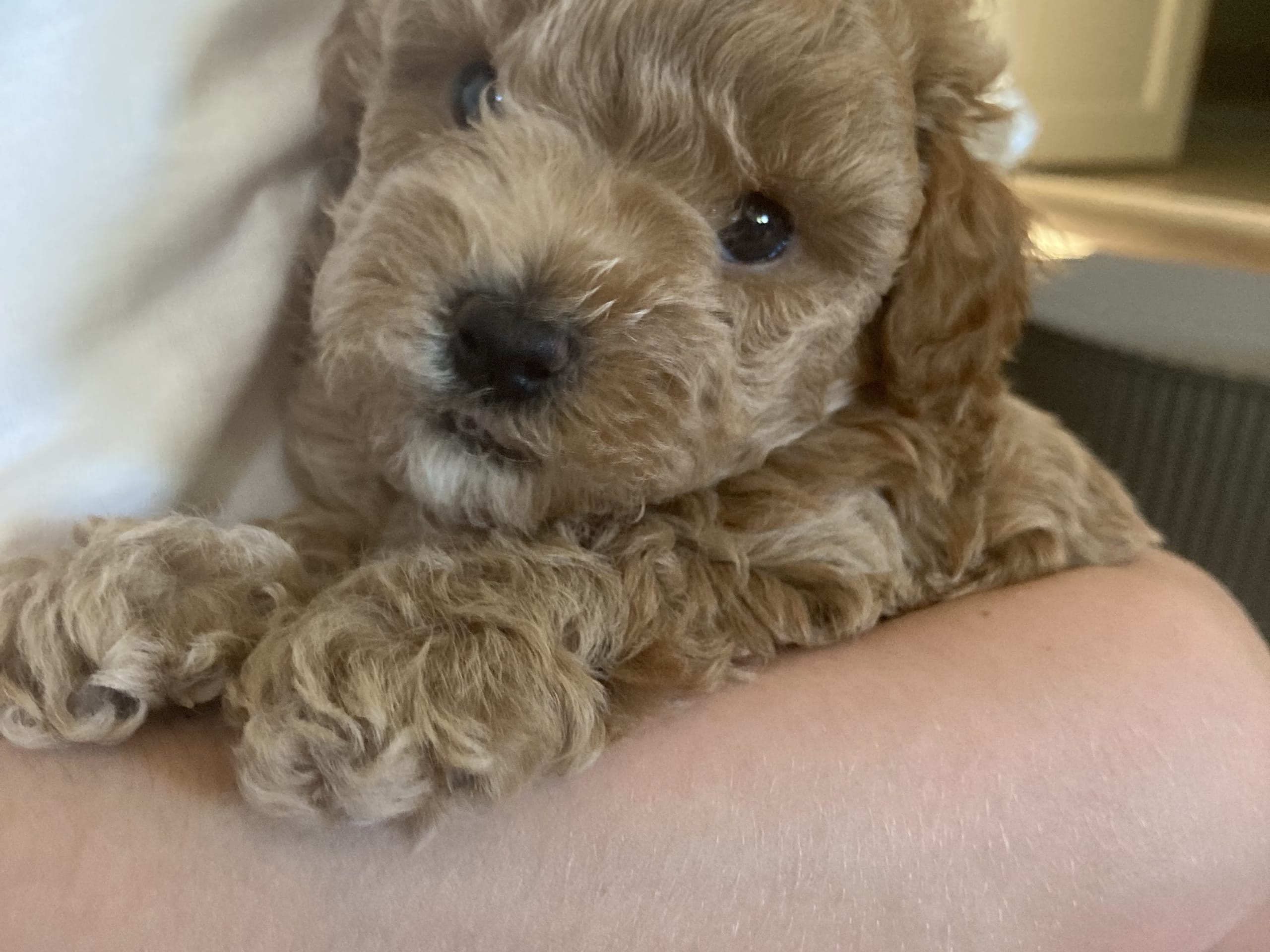 Maltipoo