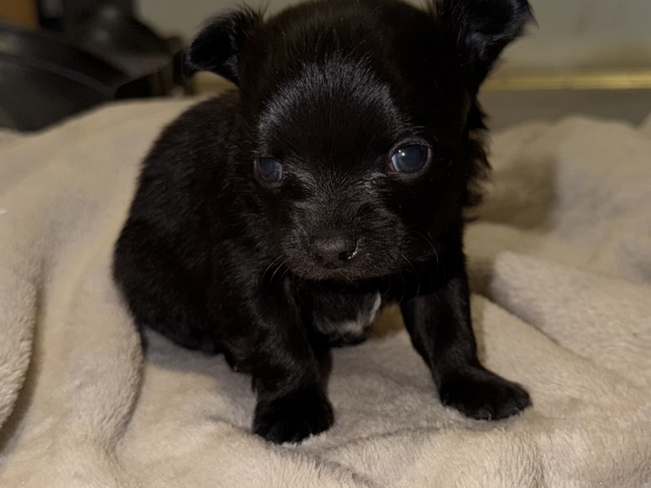 Chihuahua