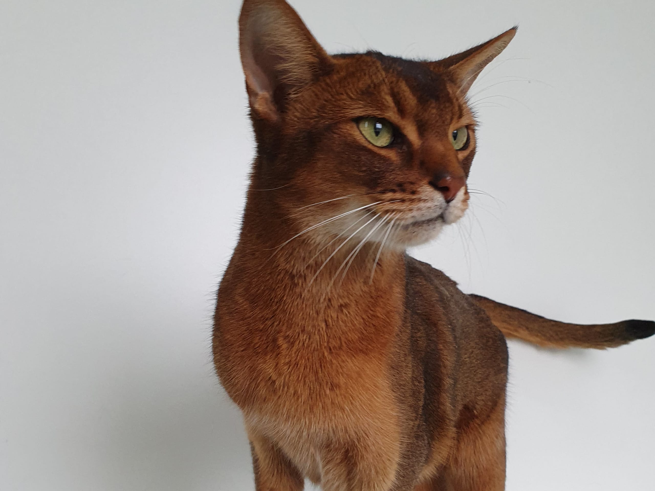 Abyssiner katt