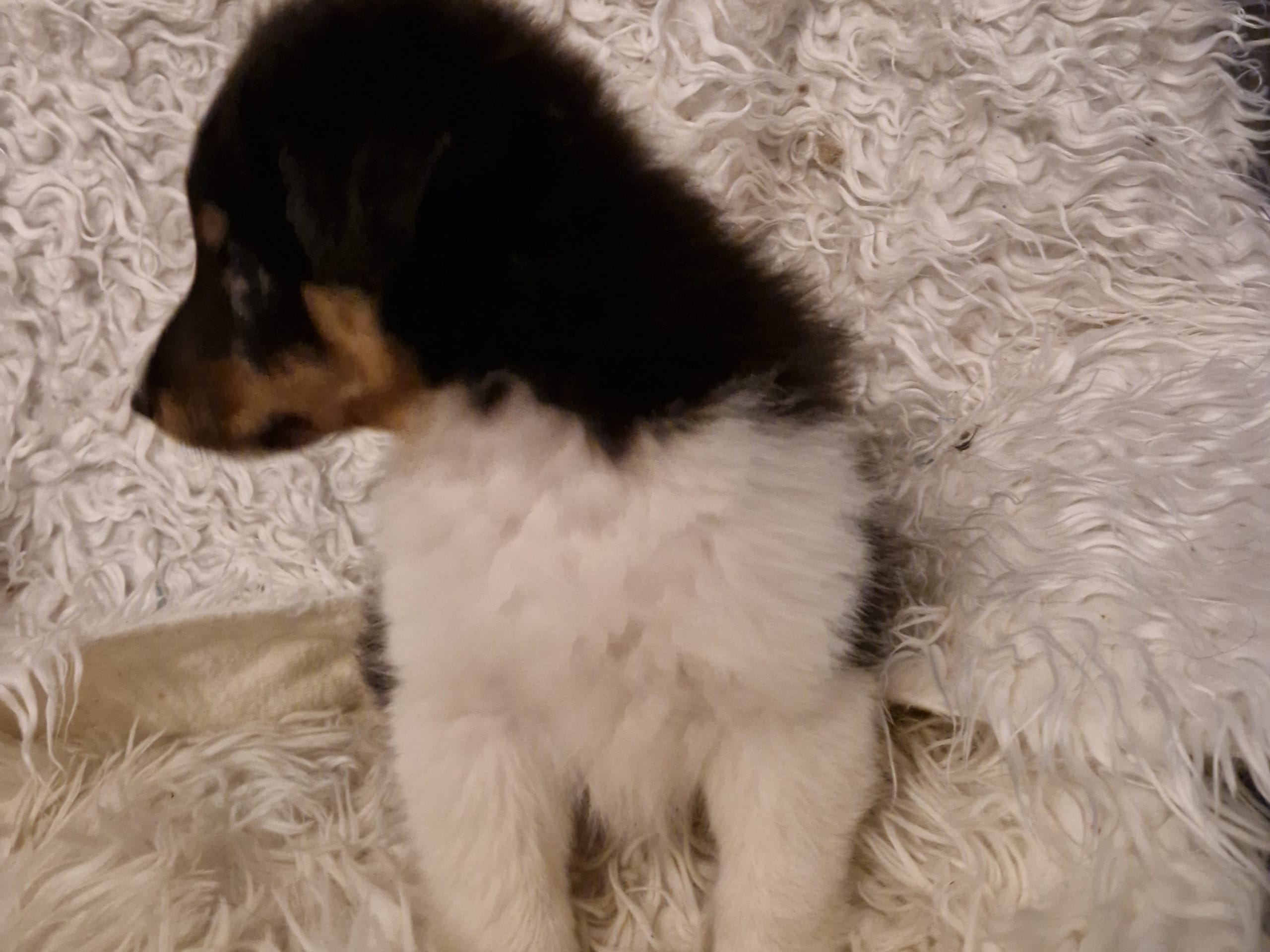 Shetland sheepdog