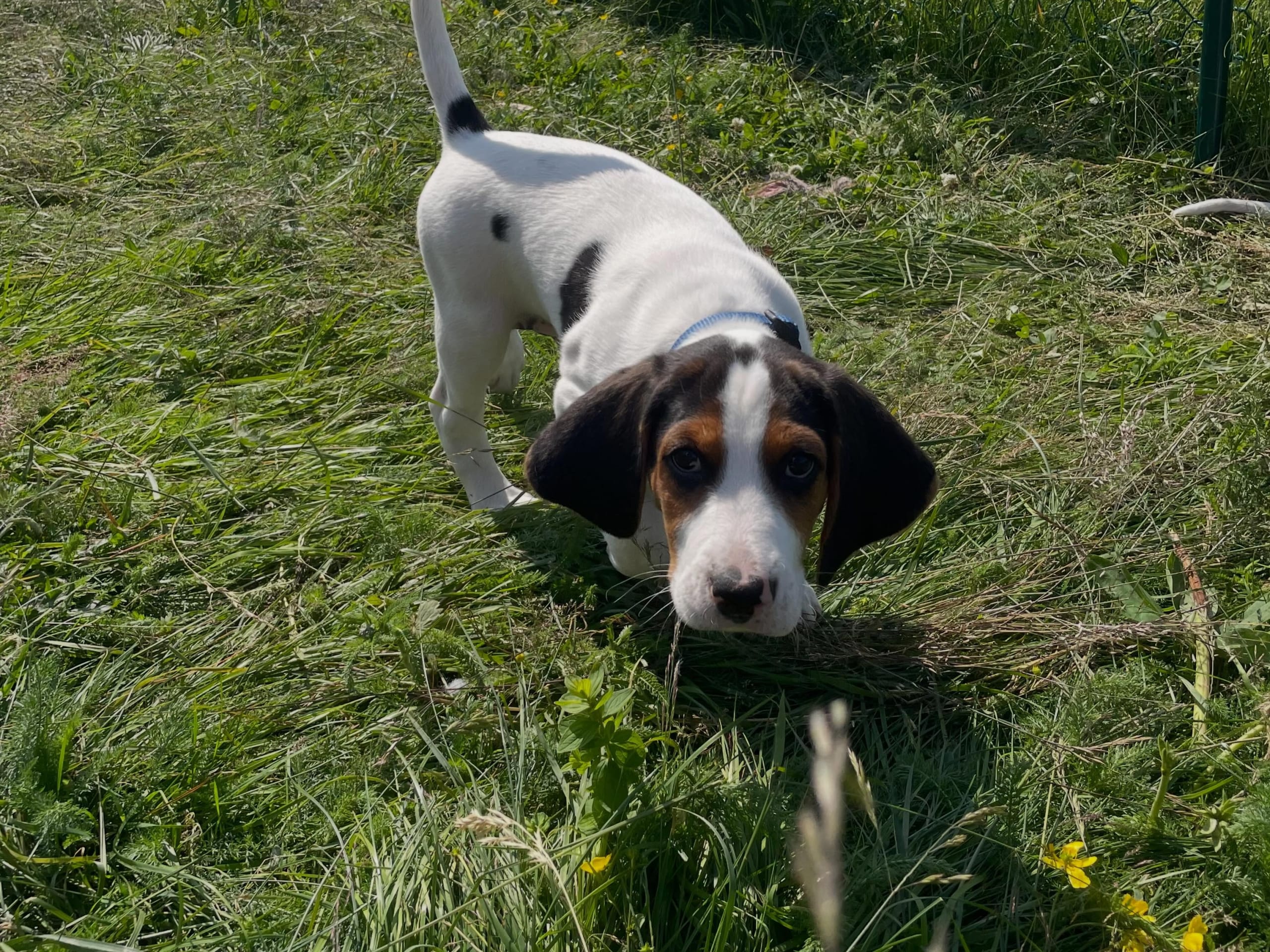 Halden Hound (Haldenstøver)