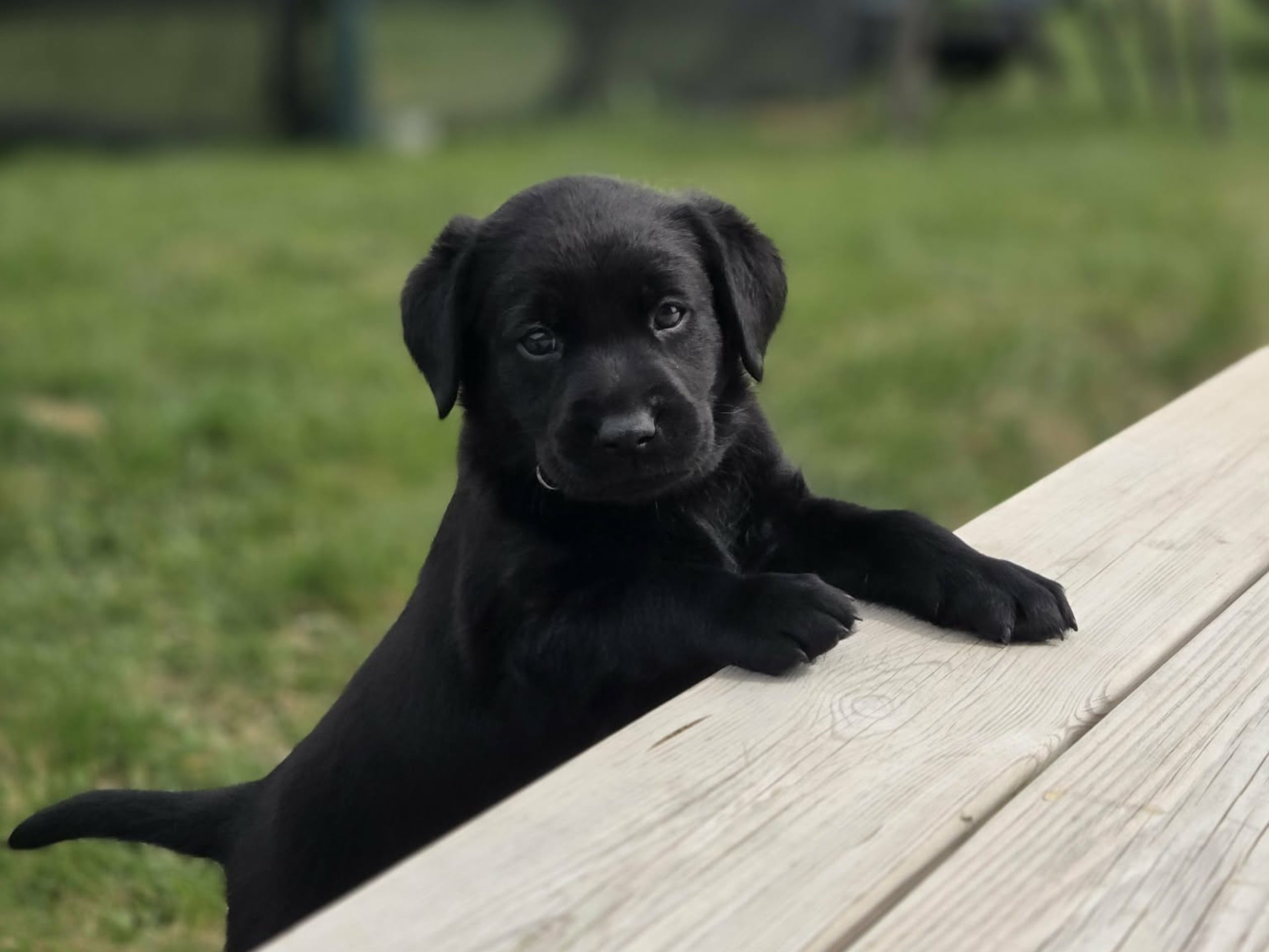 Labrador retriever