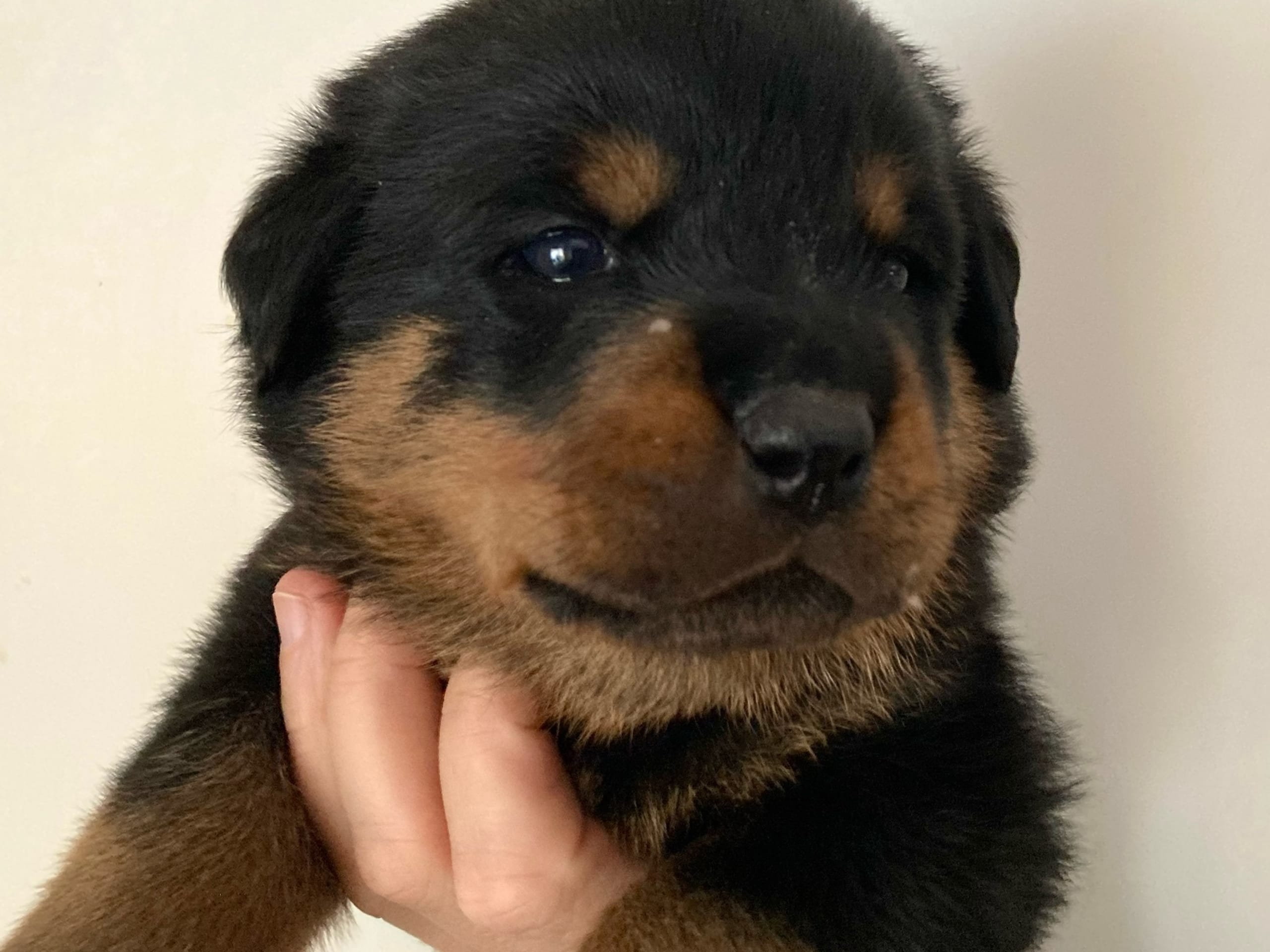 Rottweiler