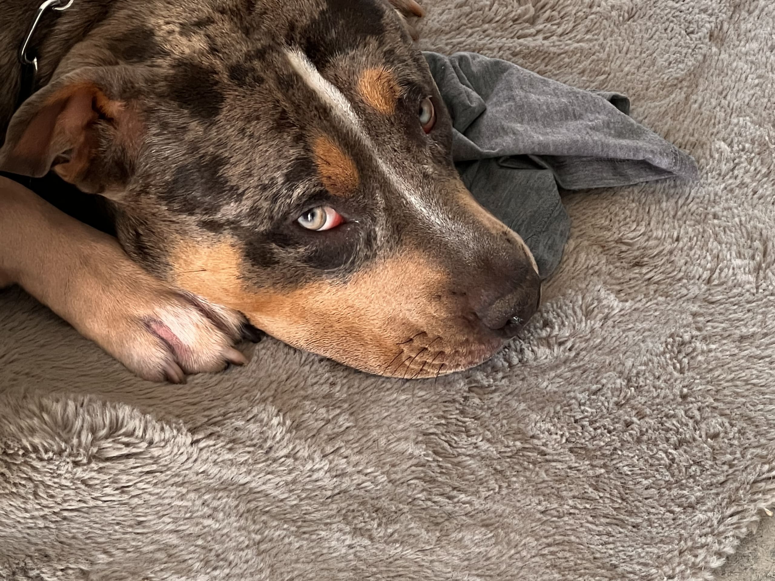 American bully · Sollentuna · Raul C.