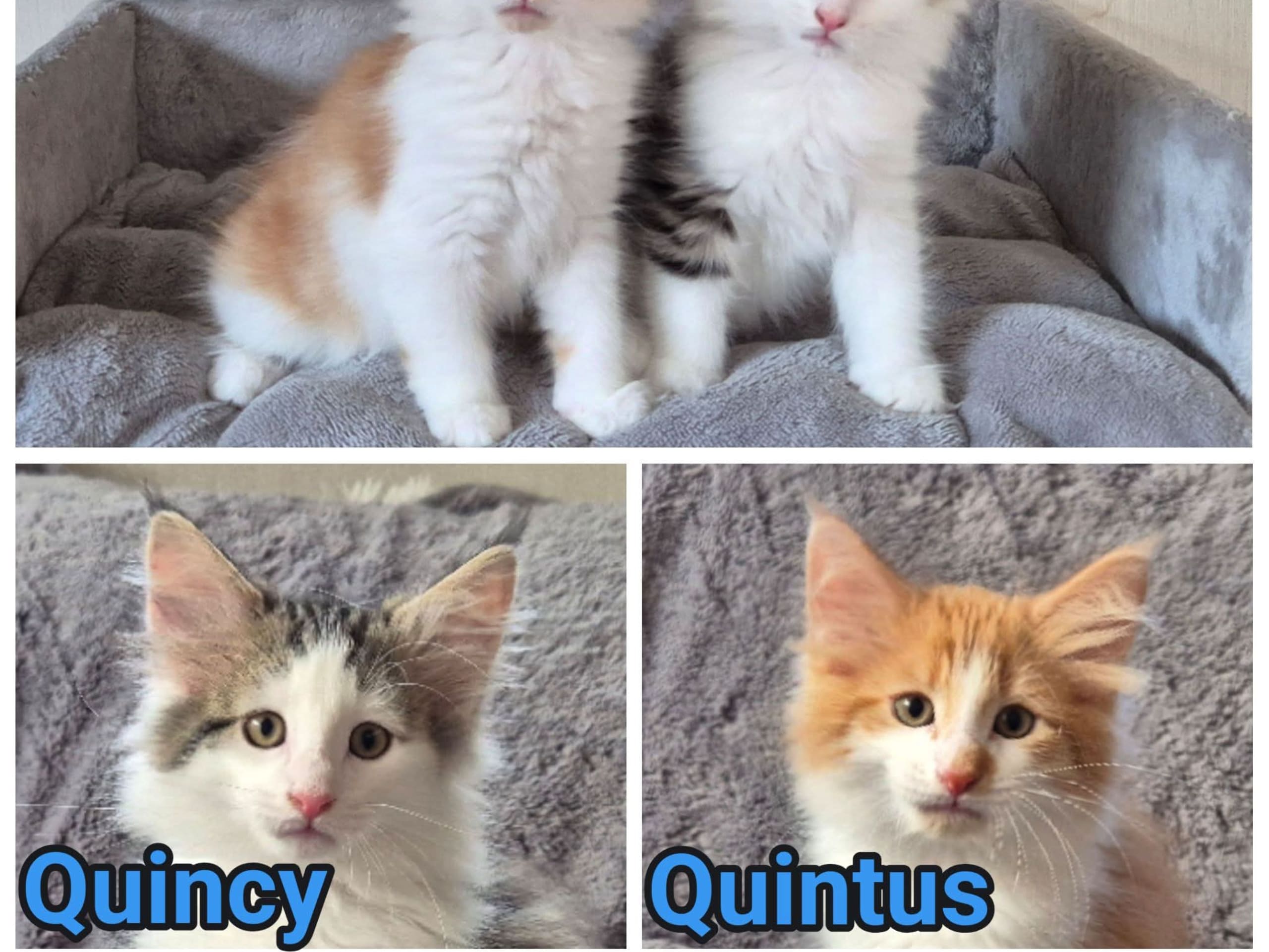 Norsk skogkatt