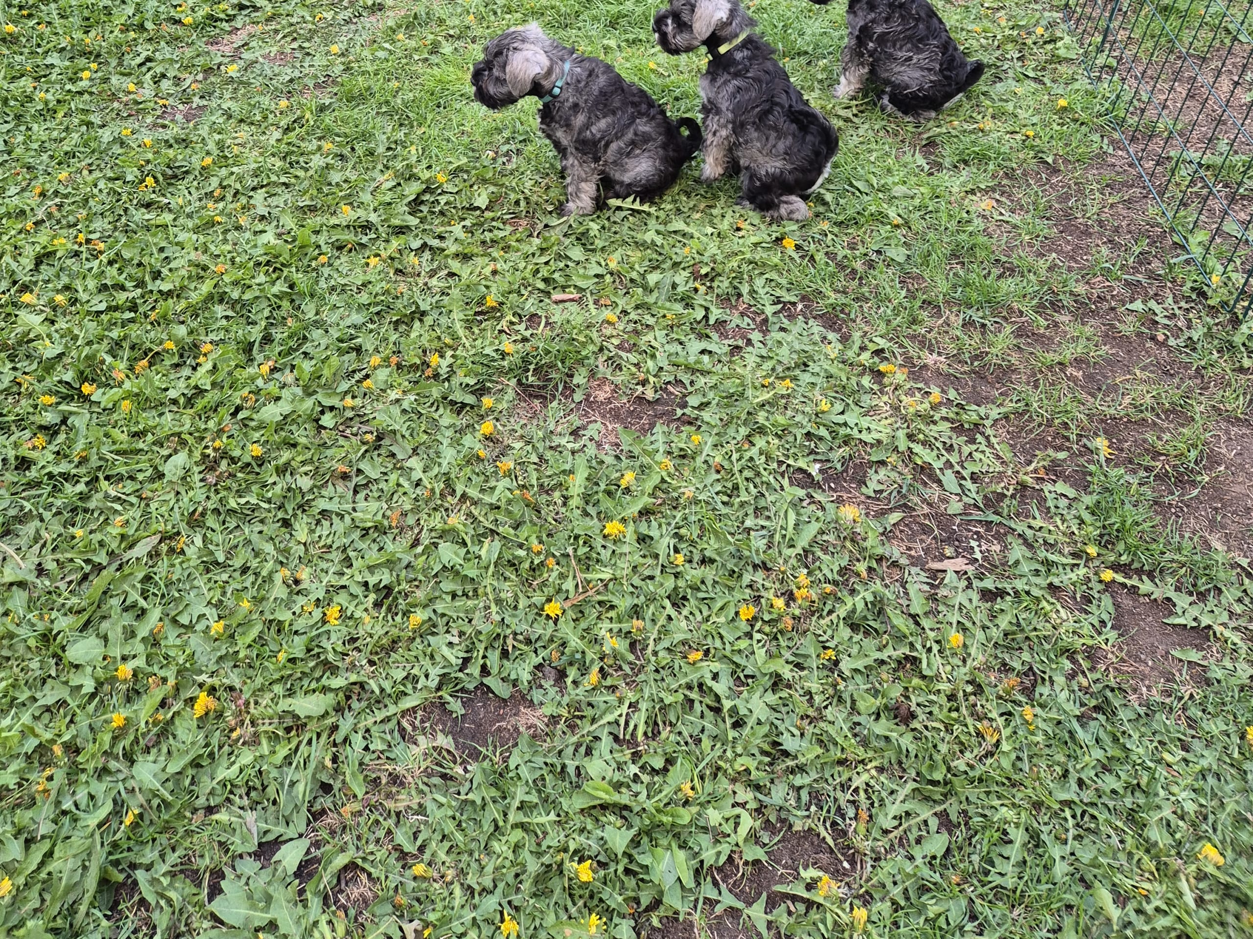 Dvärgschnauzer