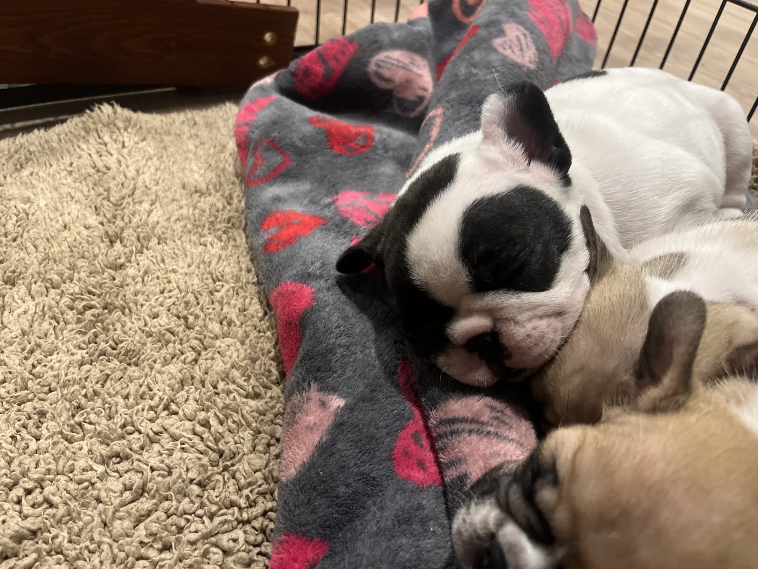 Fransk bulldogg