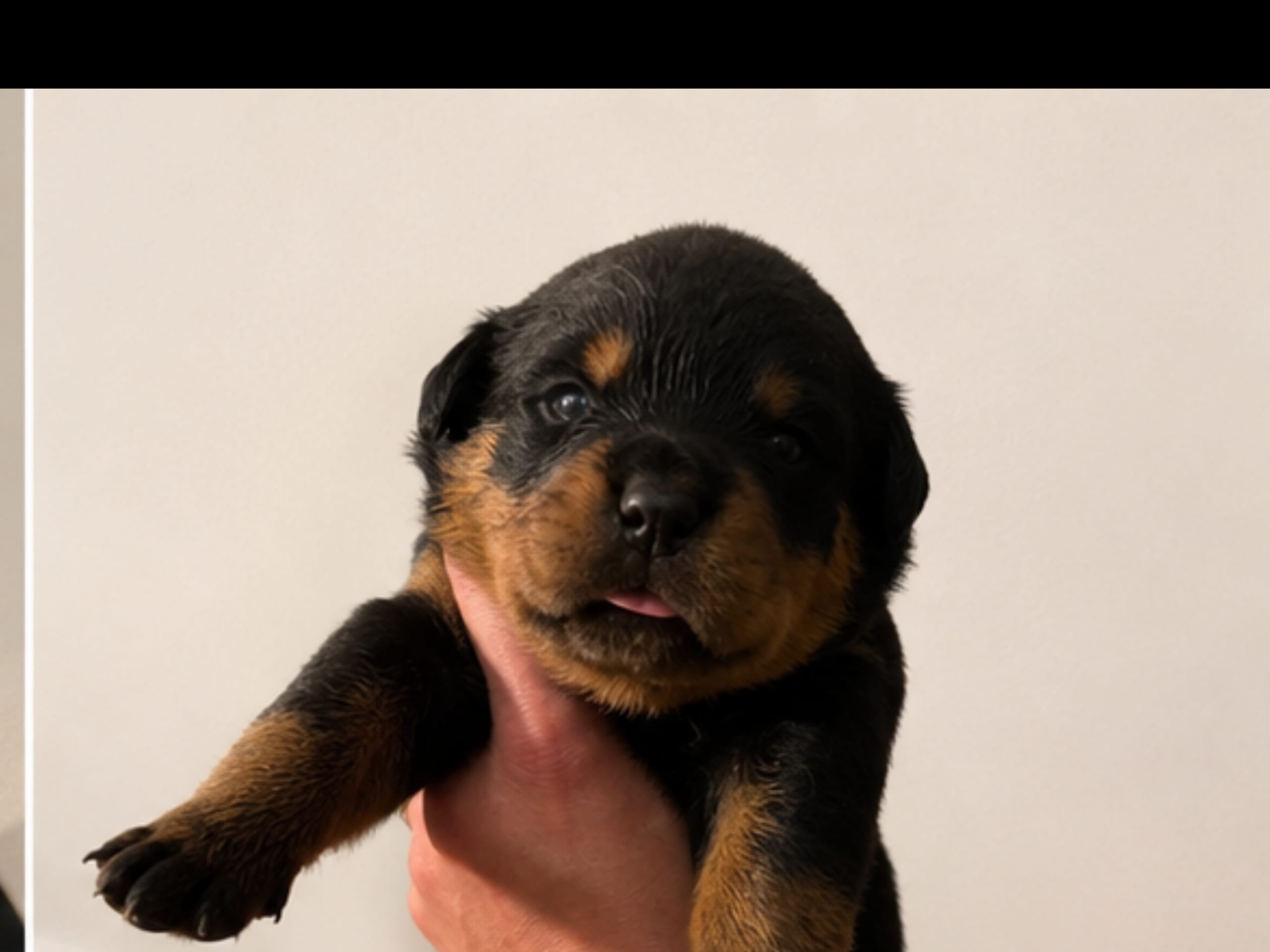 Rottweiler